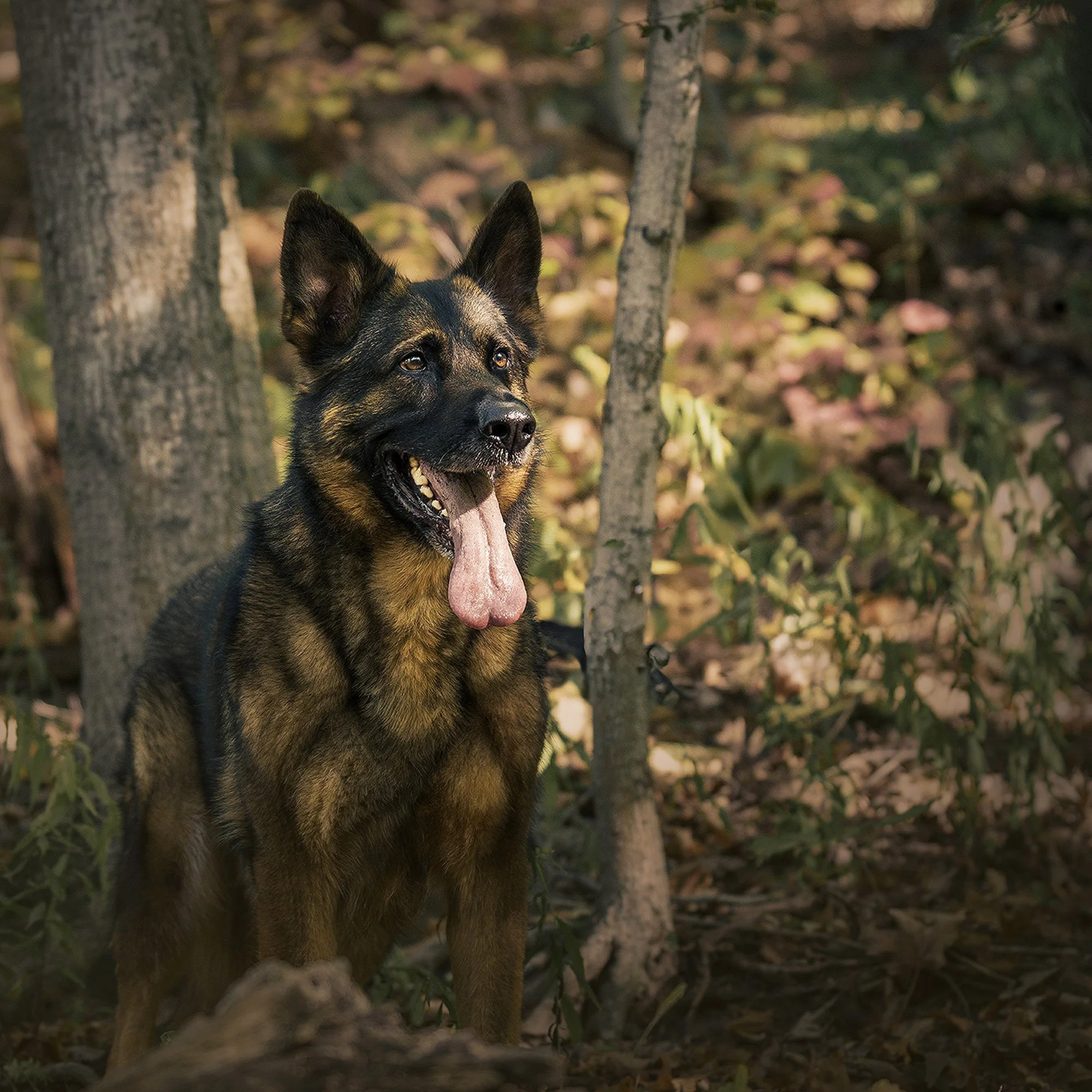 german-shepherd-warm-rockway-glen-st-catharines.jpg.jpg