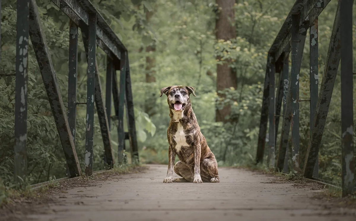 Pitbull dog sitting for a portrait on a bridge