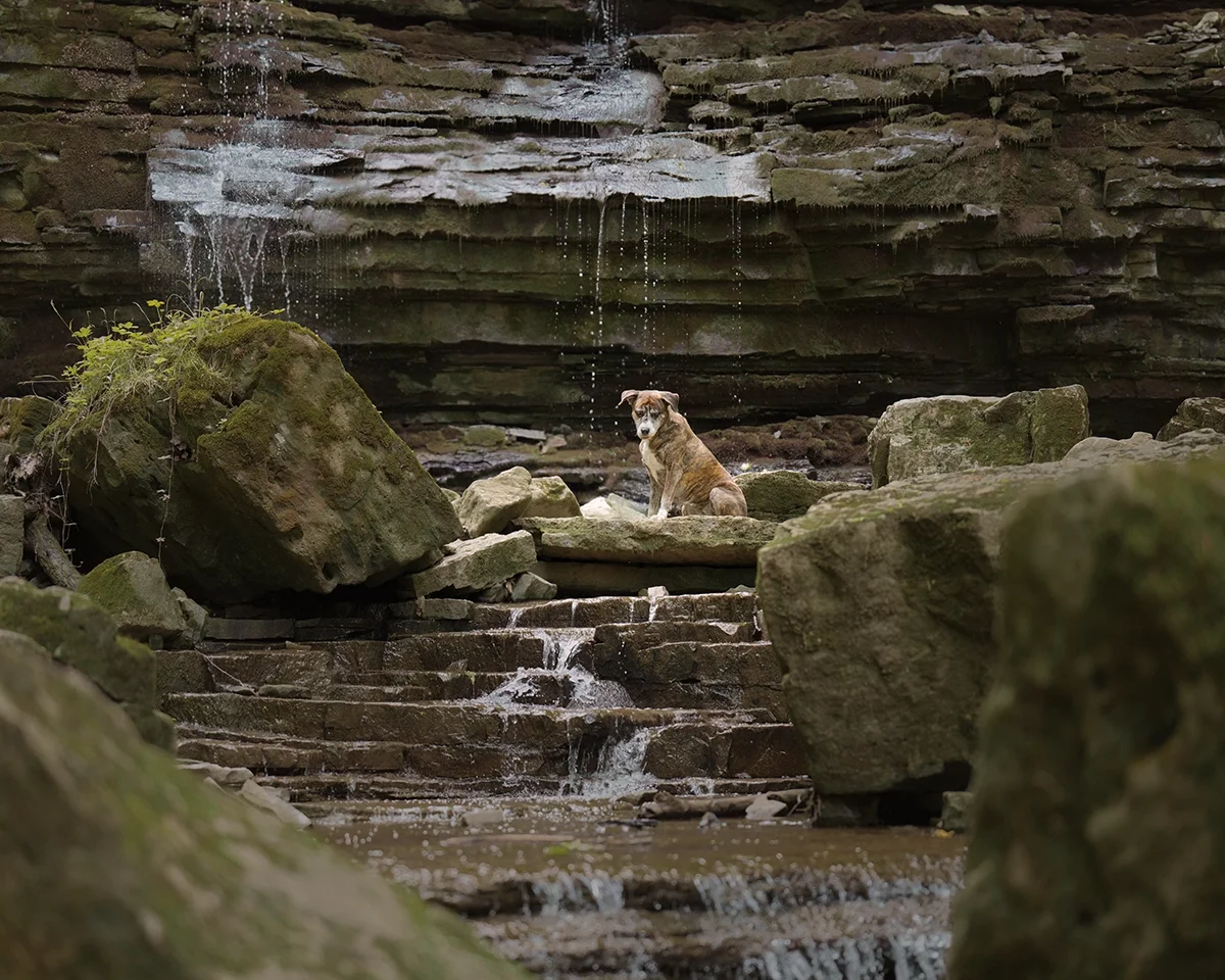 Pit bull dog portrait at a waterfall in shorthills