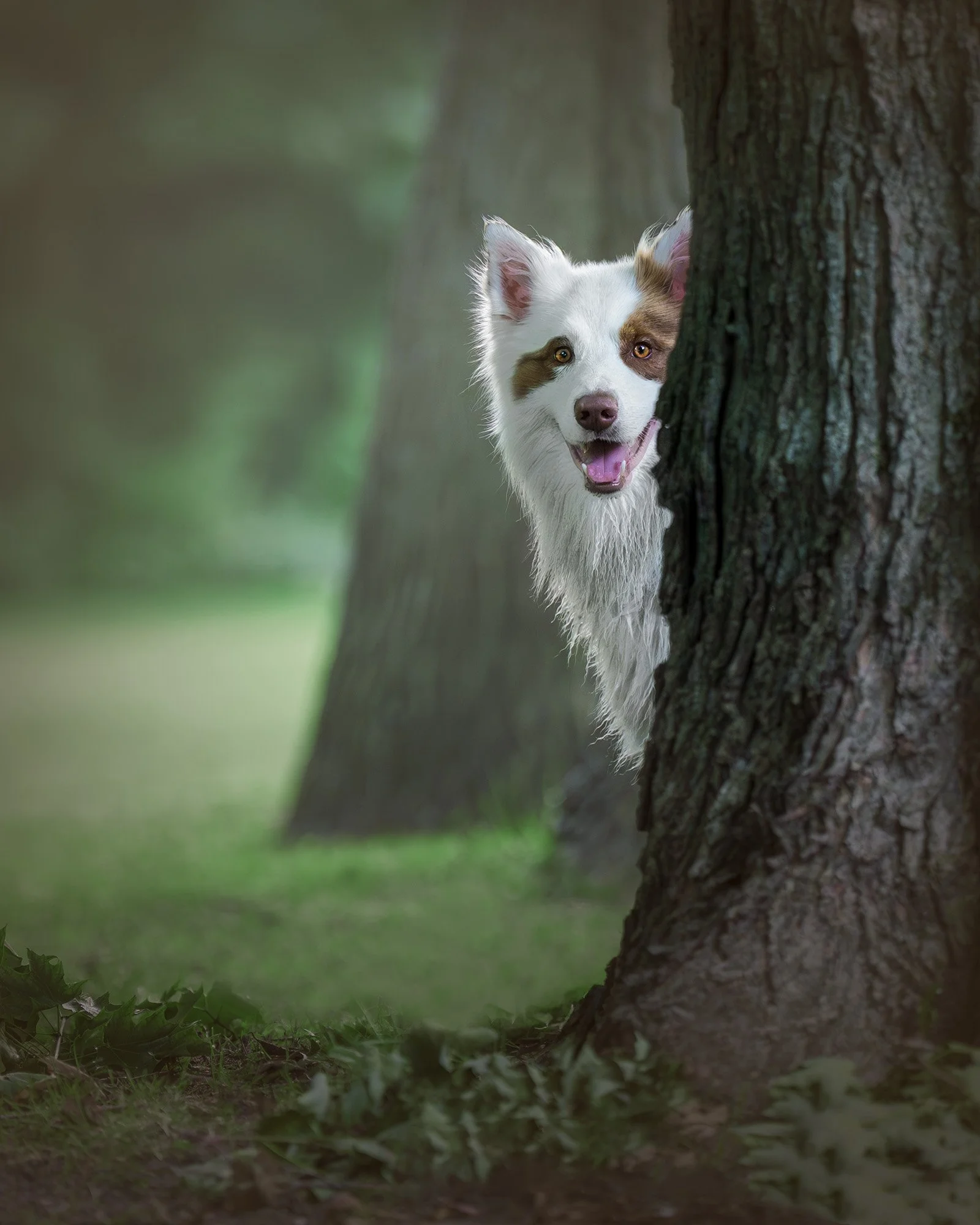 border-collie-in-trees-wainfleet-ontario.jpg