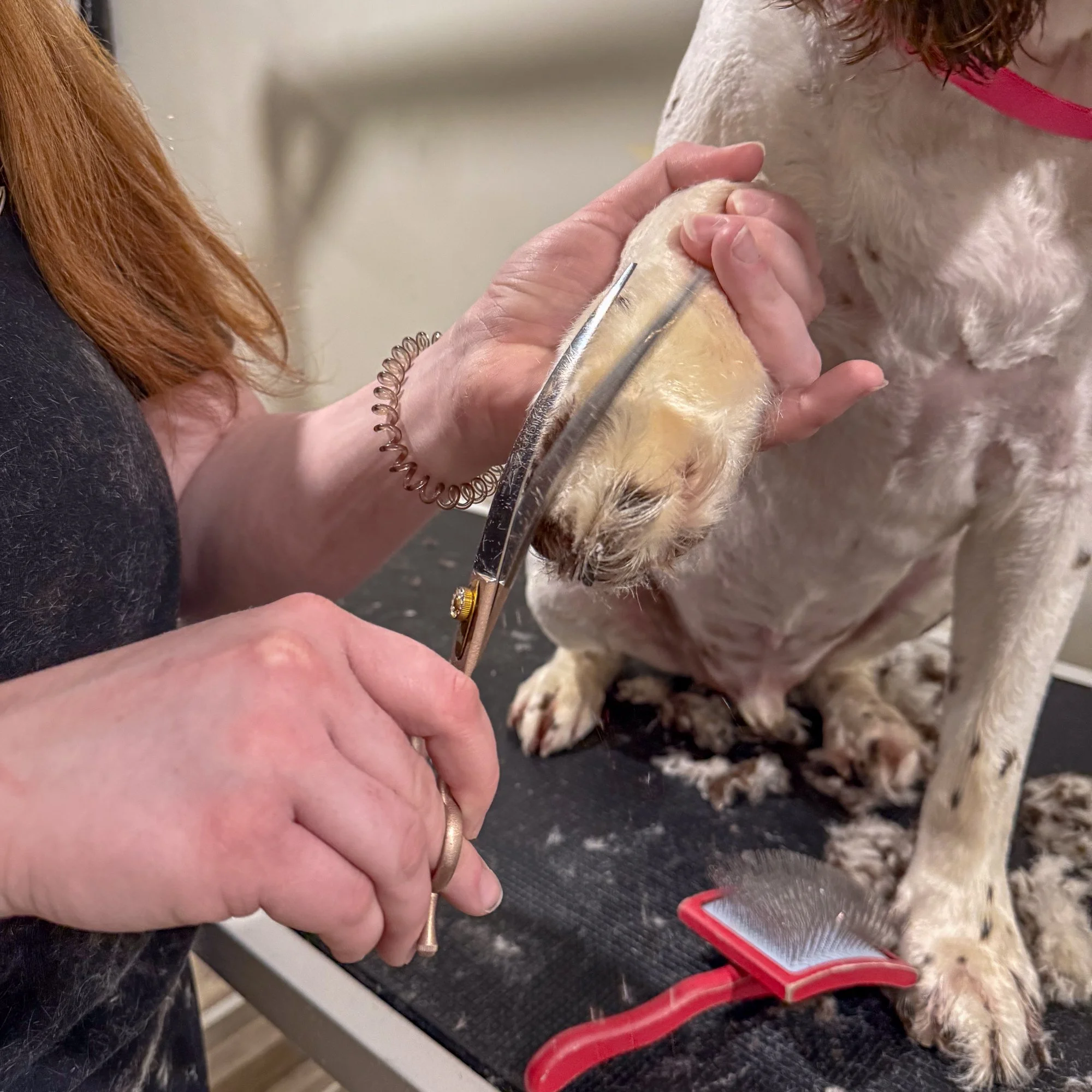 a dog groomer trimming the paws of a spaniel