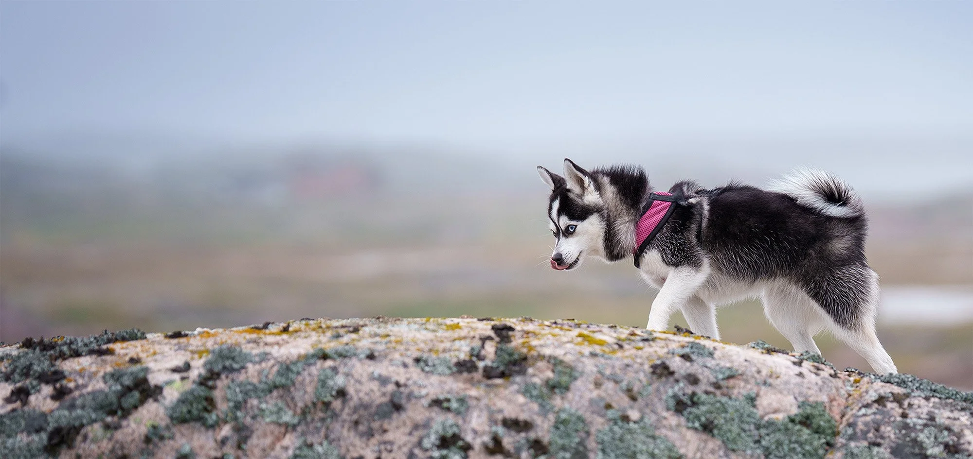 alaskan-klee-kai-dog-portrait-on-rock.jpg