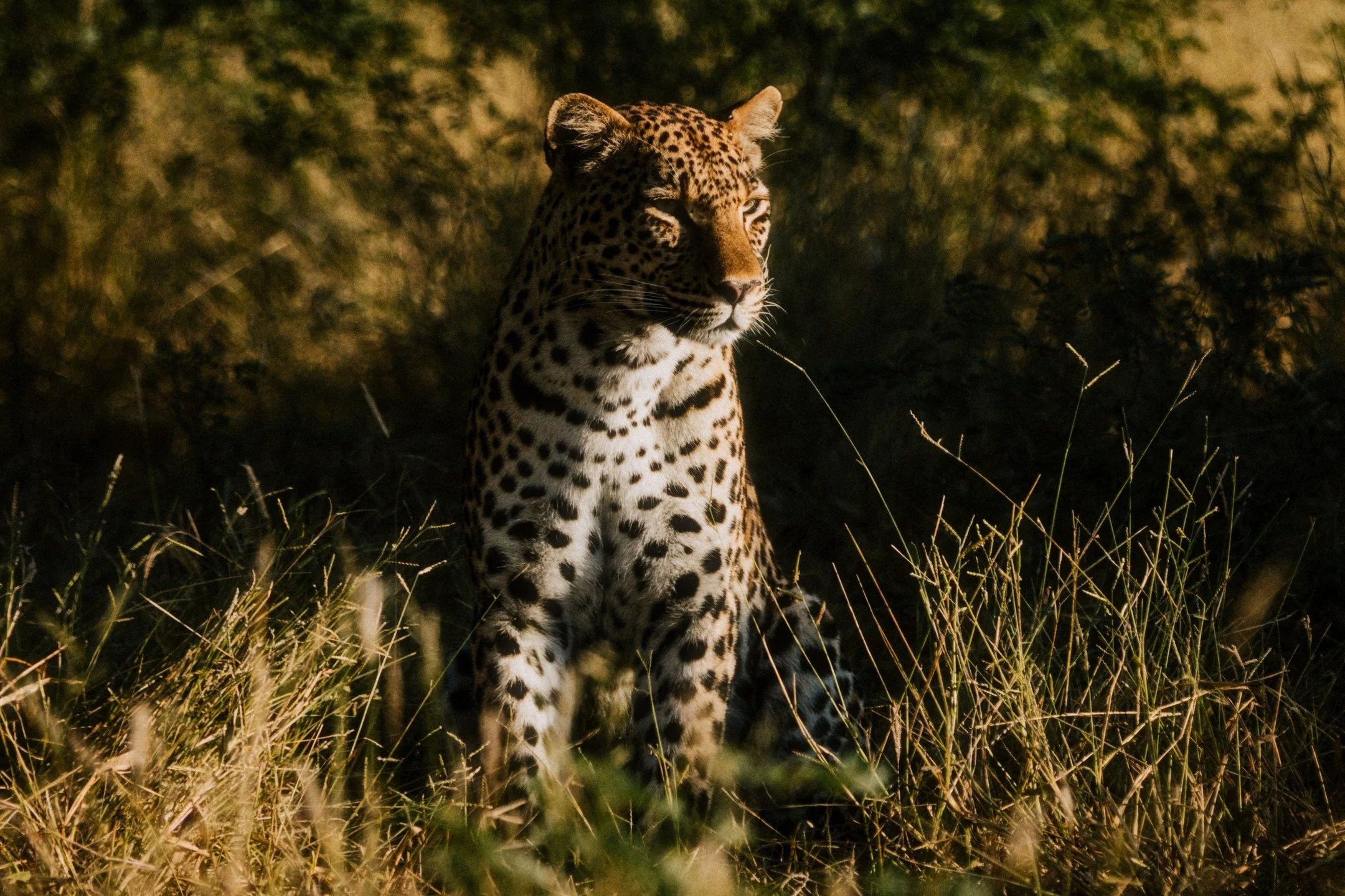 Another incredible experience in Botswana at Wilderness Jacana. 

Location @wearewilderness 
Photographer @k.groenewald 

#destinationtravel
#luxurylifestyle
#travelgrams