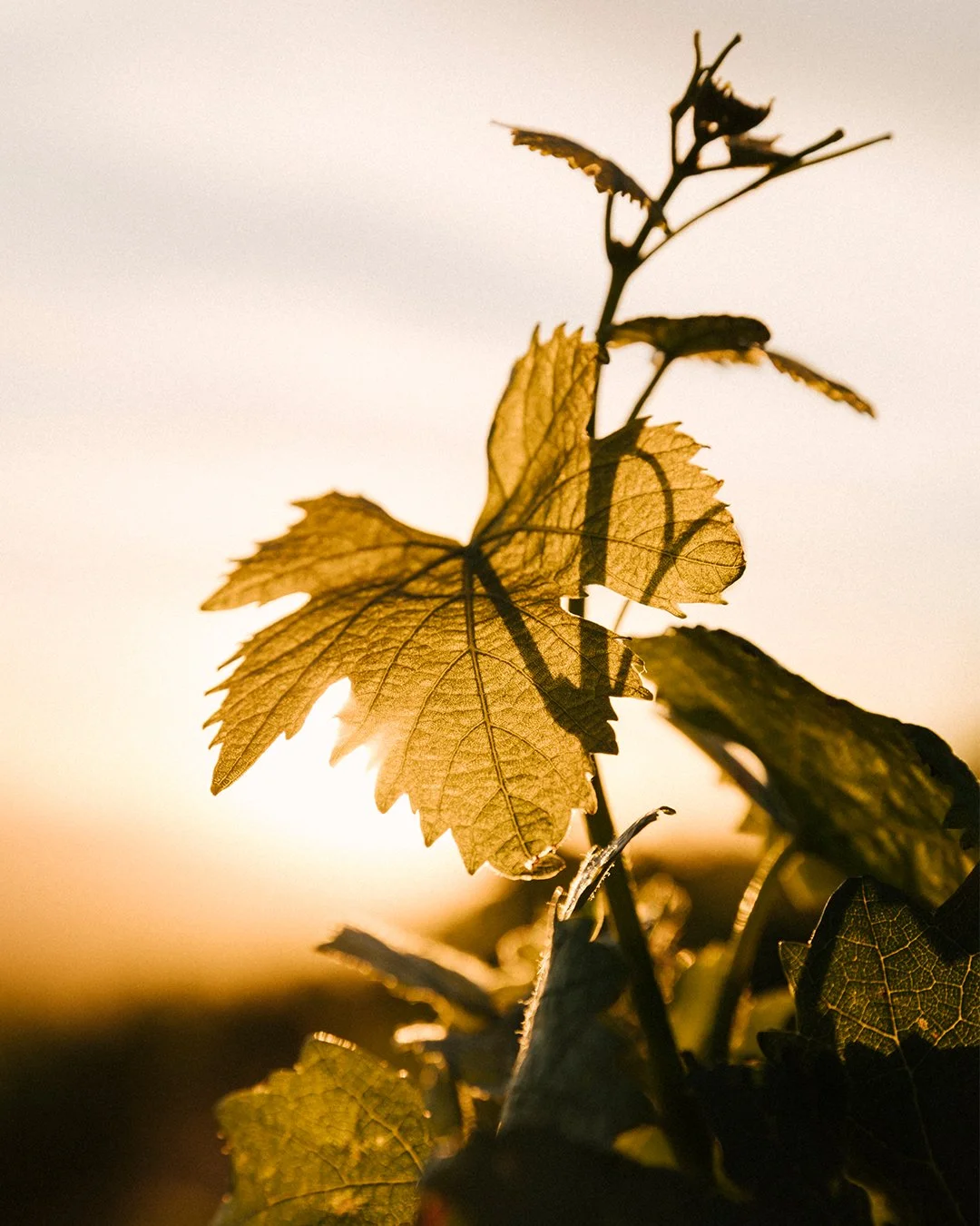 We spent an amazing morning in the Swartland shooting for @port2portsa &amp; @sadiefamilywines 

Location @sadiefamilywines 
Videographer @michaelmichaelellis 
Photographer @k.groenewald