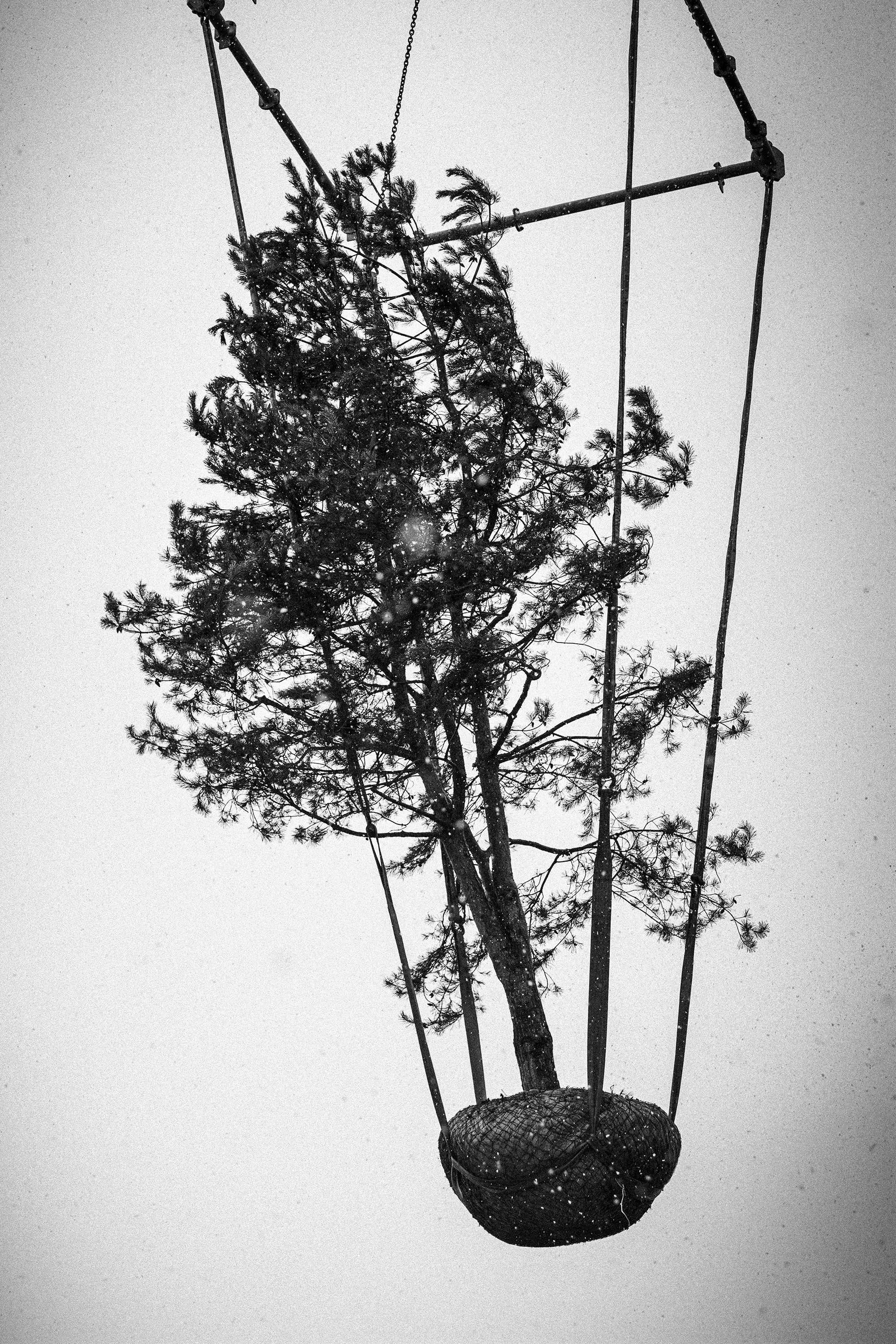 Tree Planting for Historic Villa Garden in Zurich, Switzerland by Studio Leaf Landscape Architecture