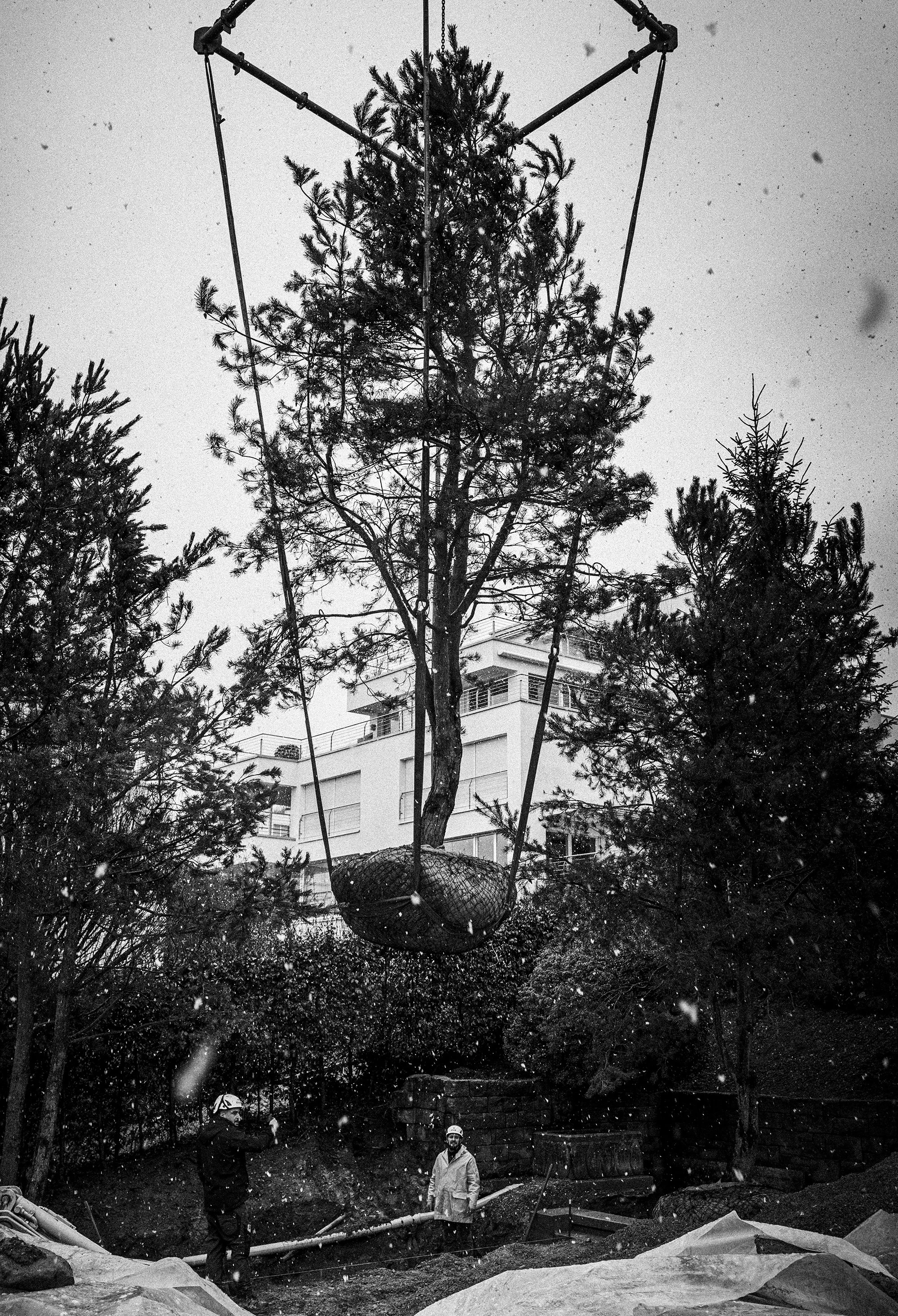 Tree Planting for Historic Villa Garden in Zurich, Switzerland by Studio Leaf Landscape Architecture
