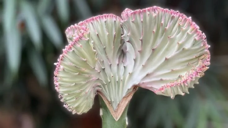 Ep. 25/ Una flor distinta una flor rara.. que nunca se ha visto...