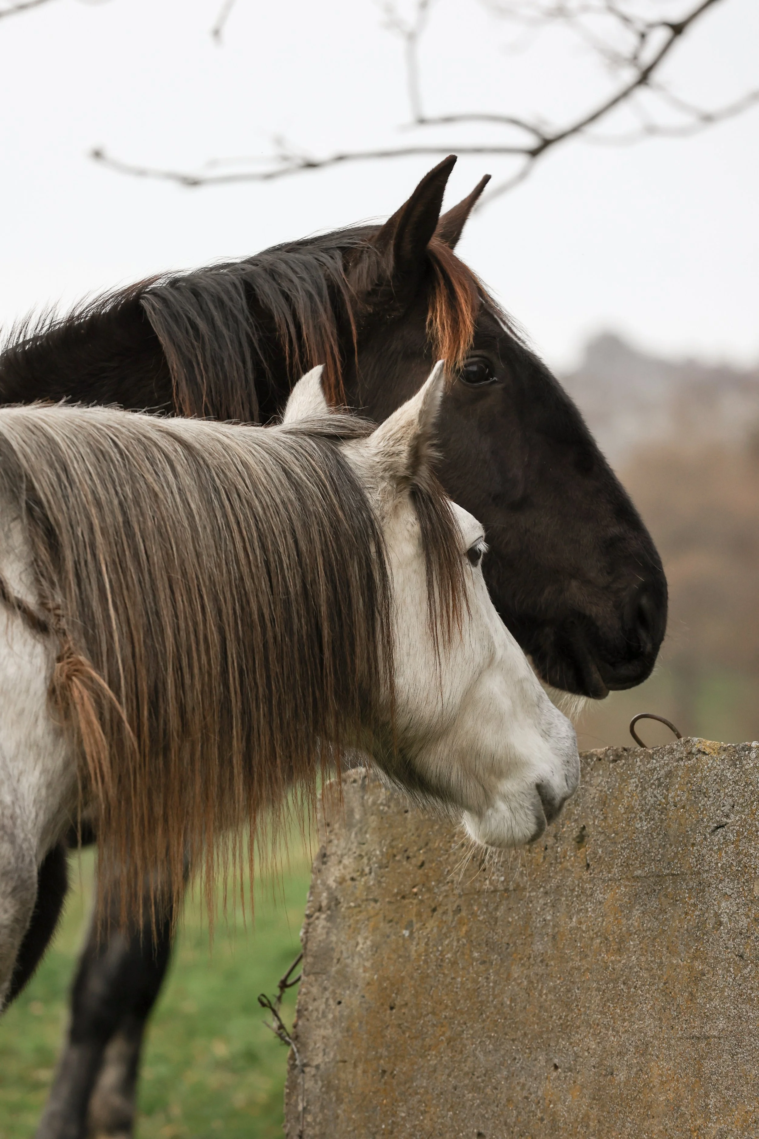 ALQUIMIA INTIMA | Sesiones individuales con caballos