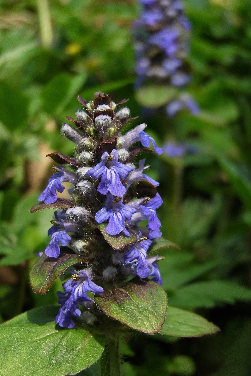 Bugle | British Wild Flower Plants