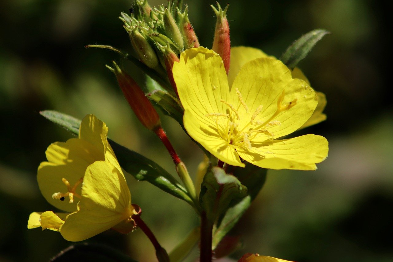 Evening Primrose