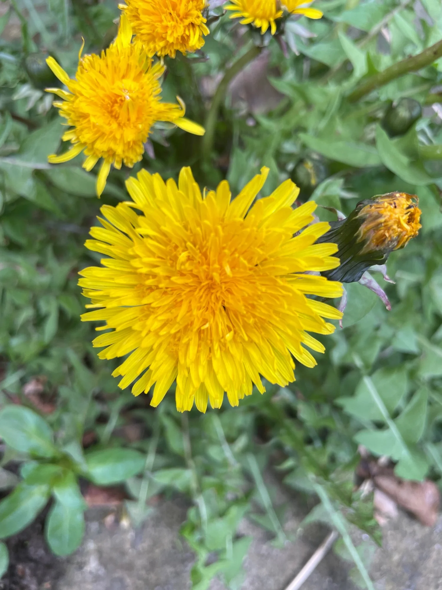 Dandelion | British Wild Flower Plants