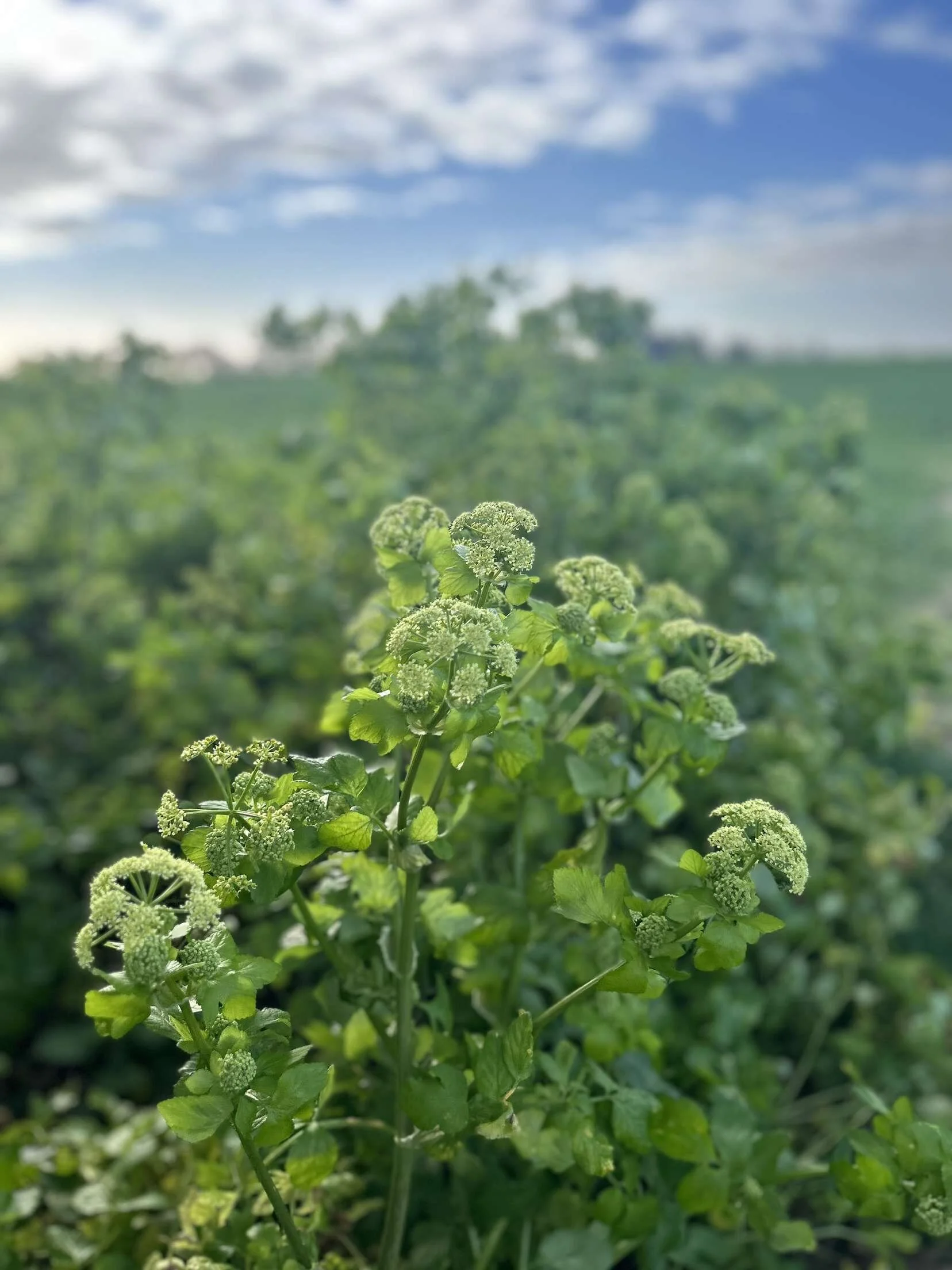 Buy Native Wildflowers British Wild Flower Plants