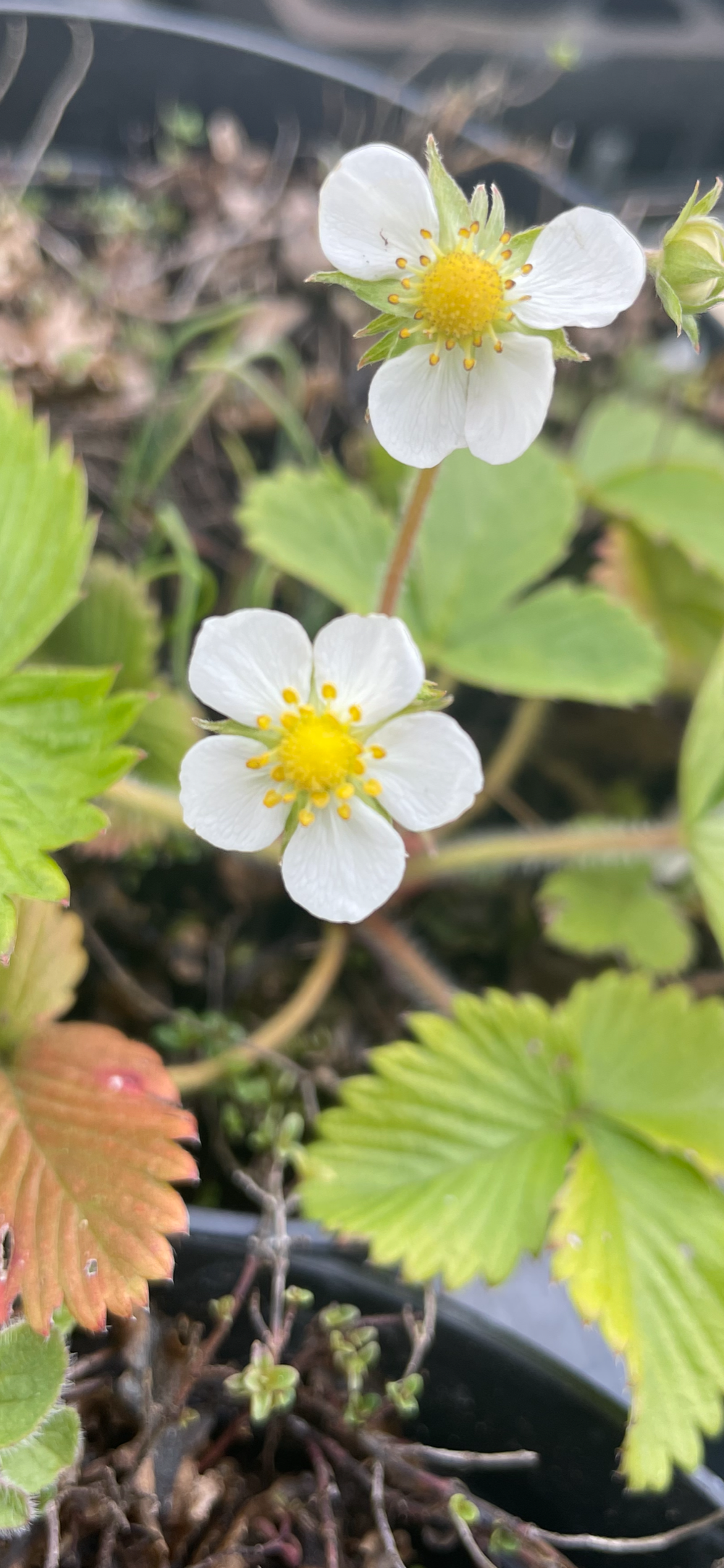  WILD STRAWBERRY 17点セットまとめ売り Wild Strawberry | British Wild Flower Plants