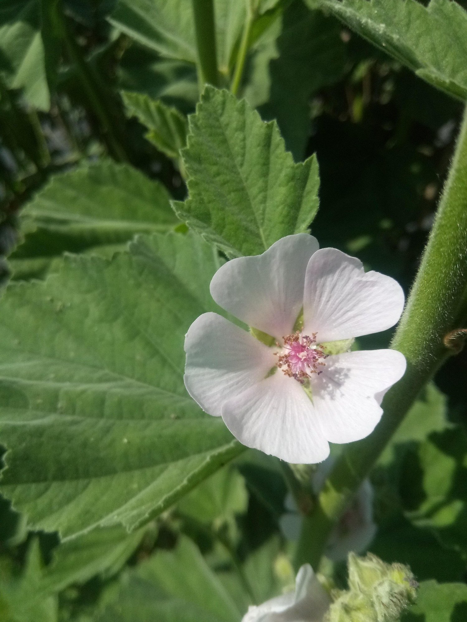 Marsh Mallow | British Wild Flower Plants