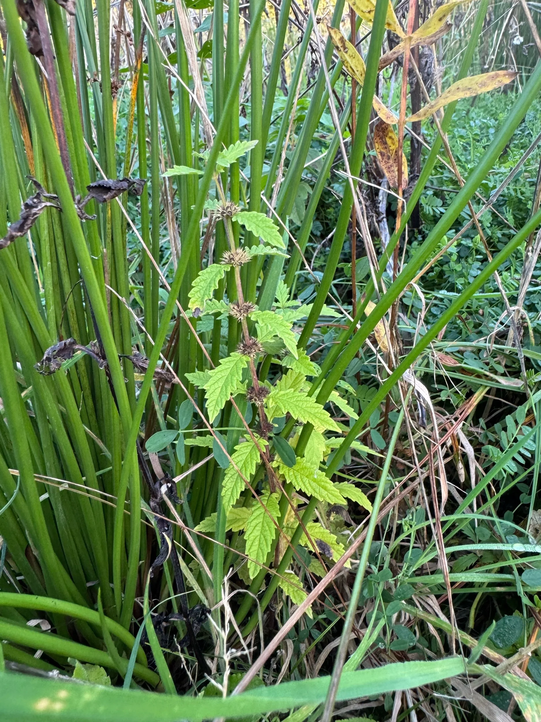 Gipsywort