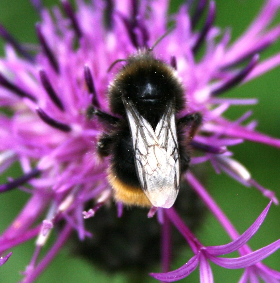 Wildlife Attracting