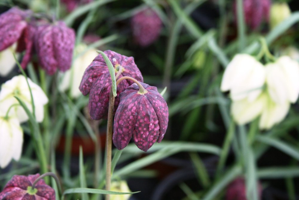 British Wildflower Plants