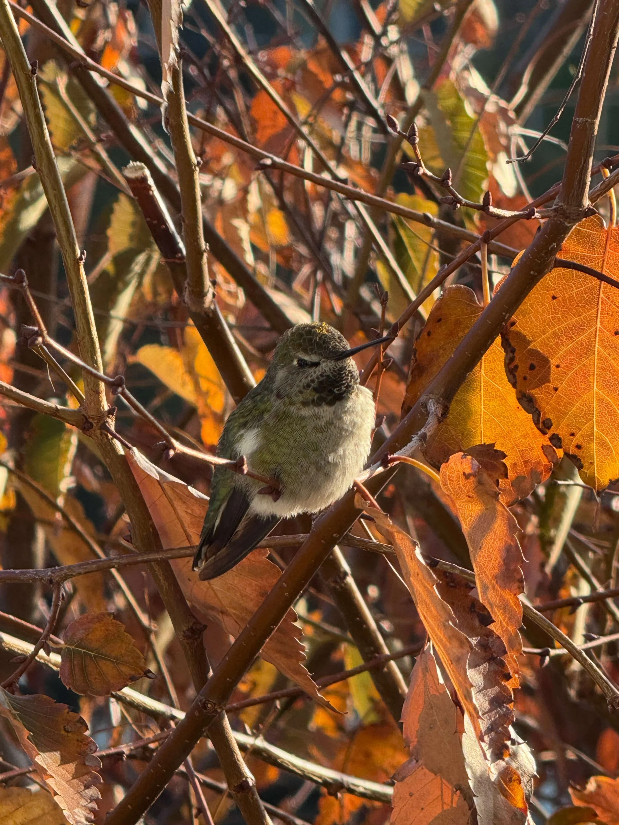 Augmentive-Marketing-nature-photography-Annas-hummingbird.jpeg