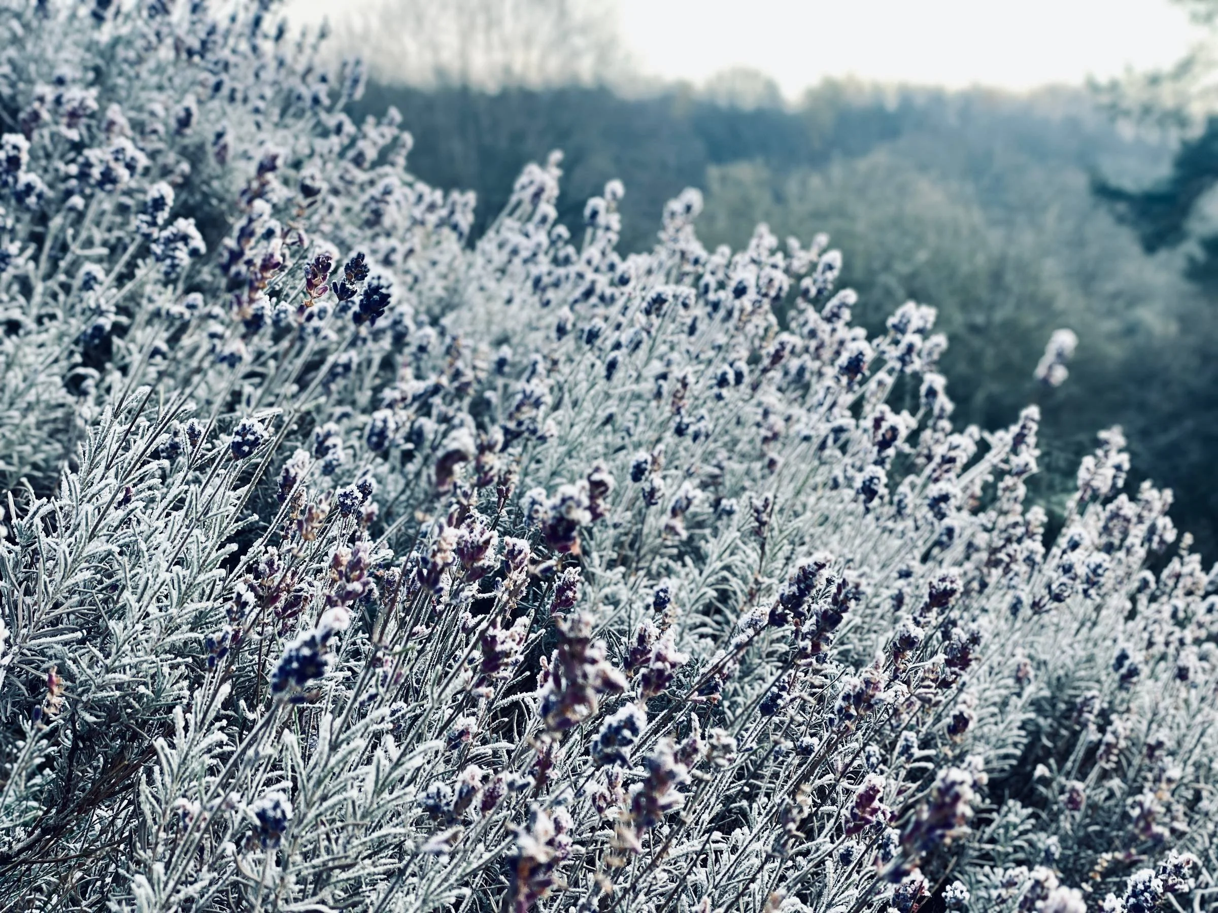 In Ruhe überwintern