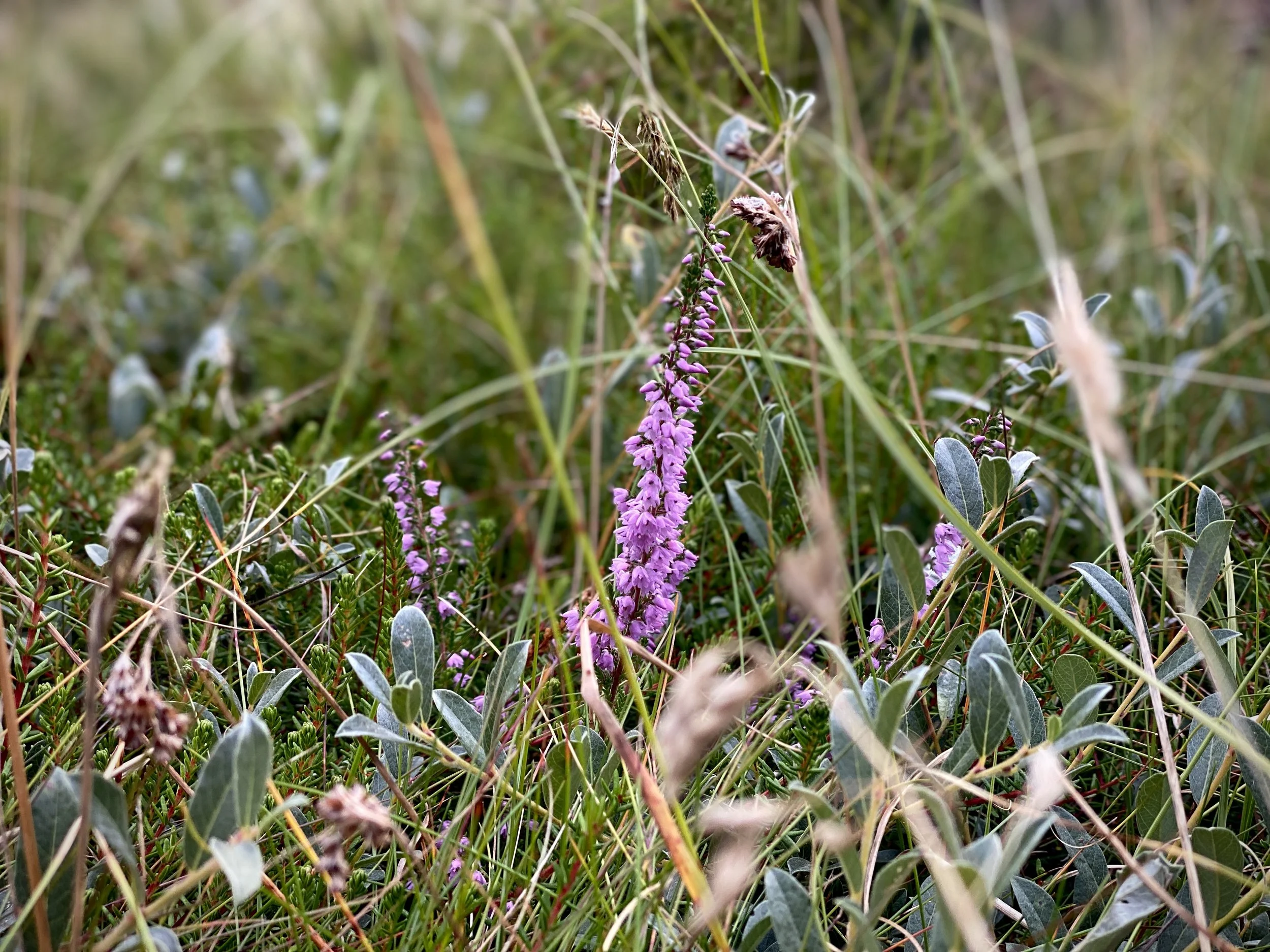 Jammerbucht, Nordjütland 2026 (c) Suzan Wolf2.jpg