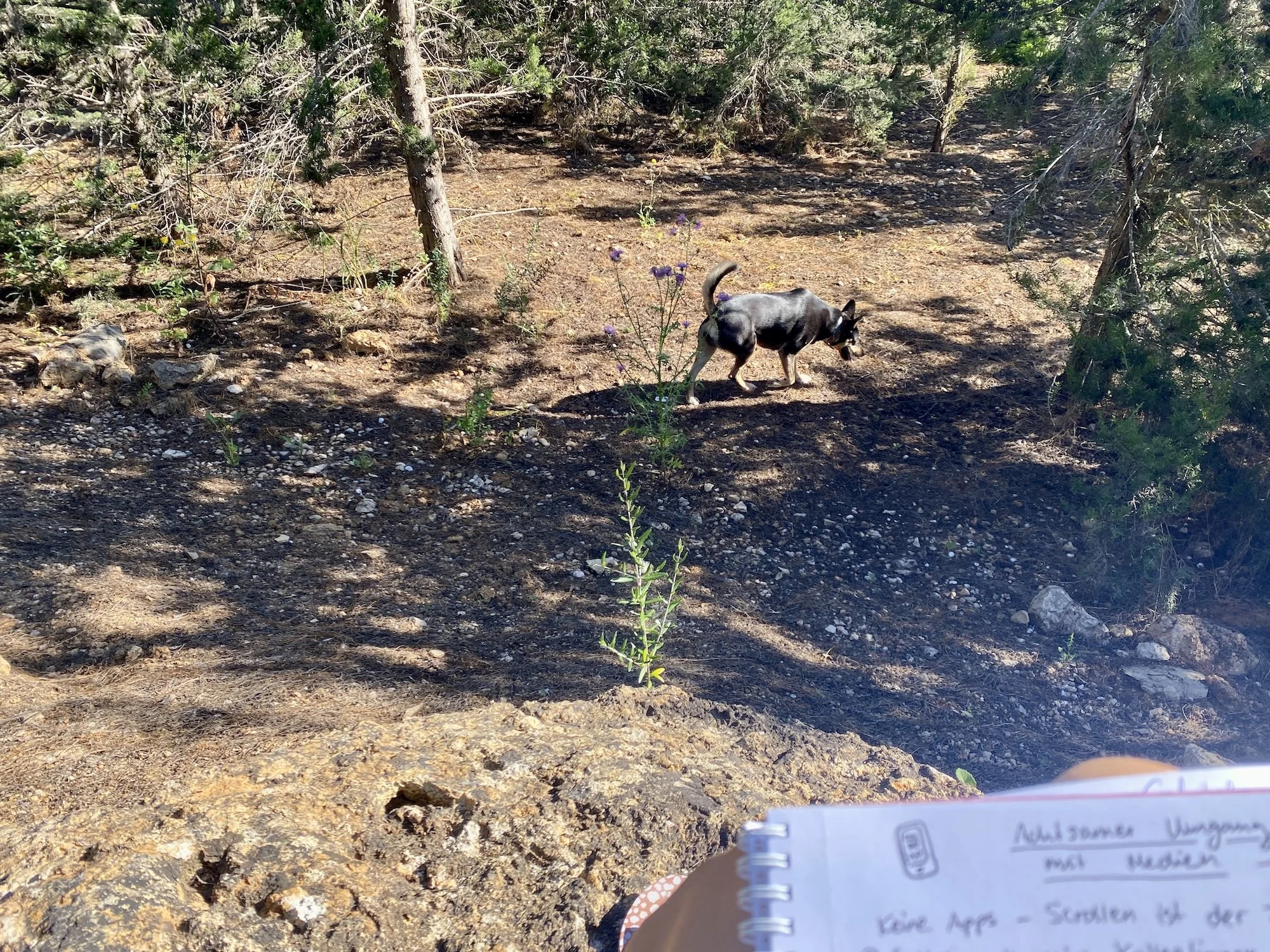 Hund von hinten in einem Wald in Portugal.