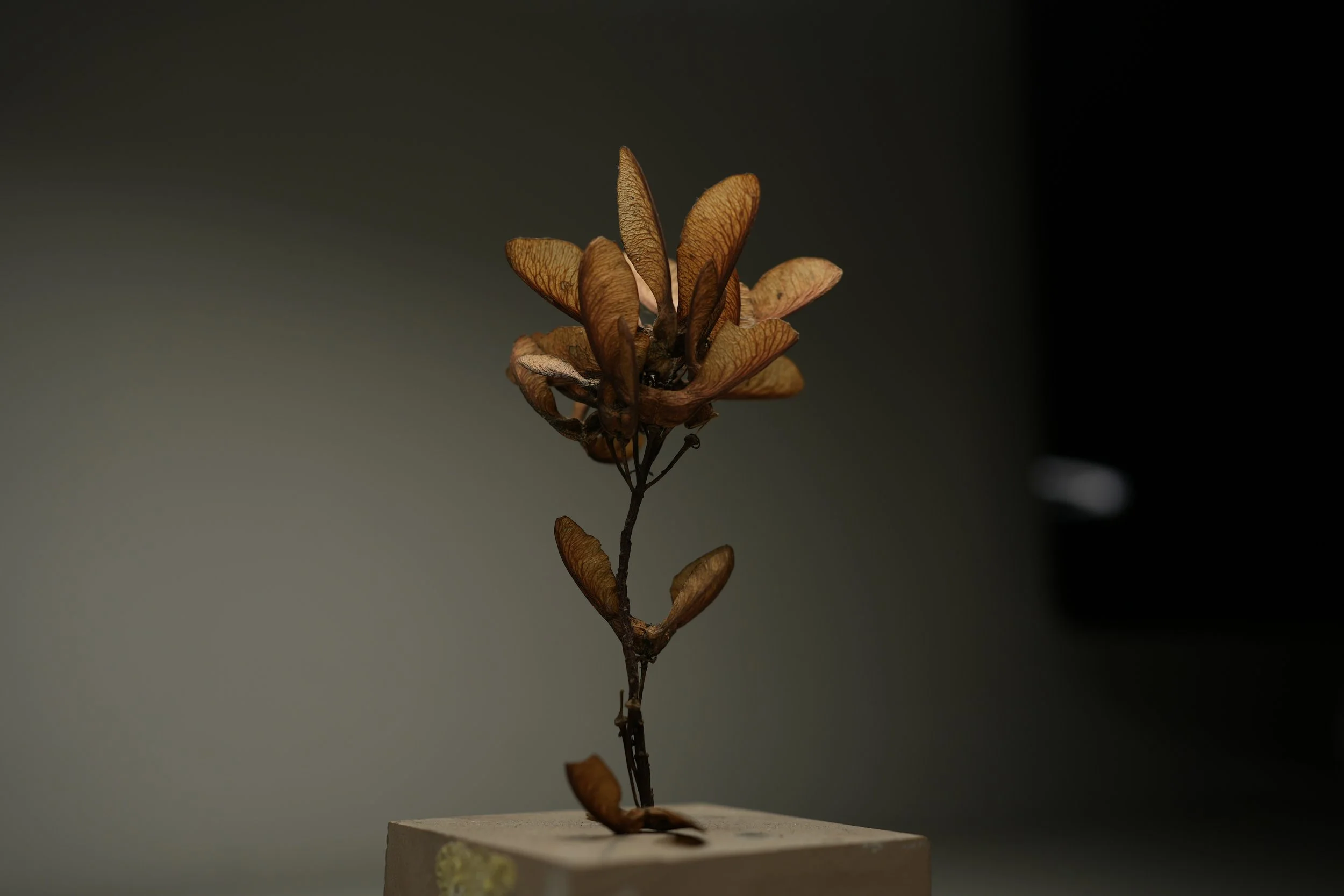 concept of the "CHILD MAPLE " .
2022.