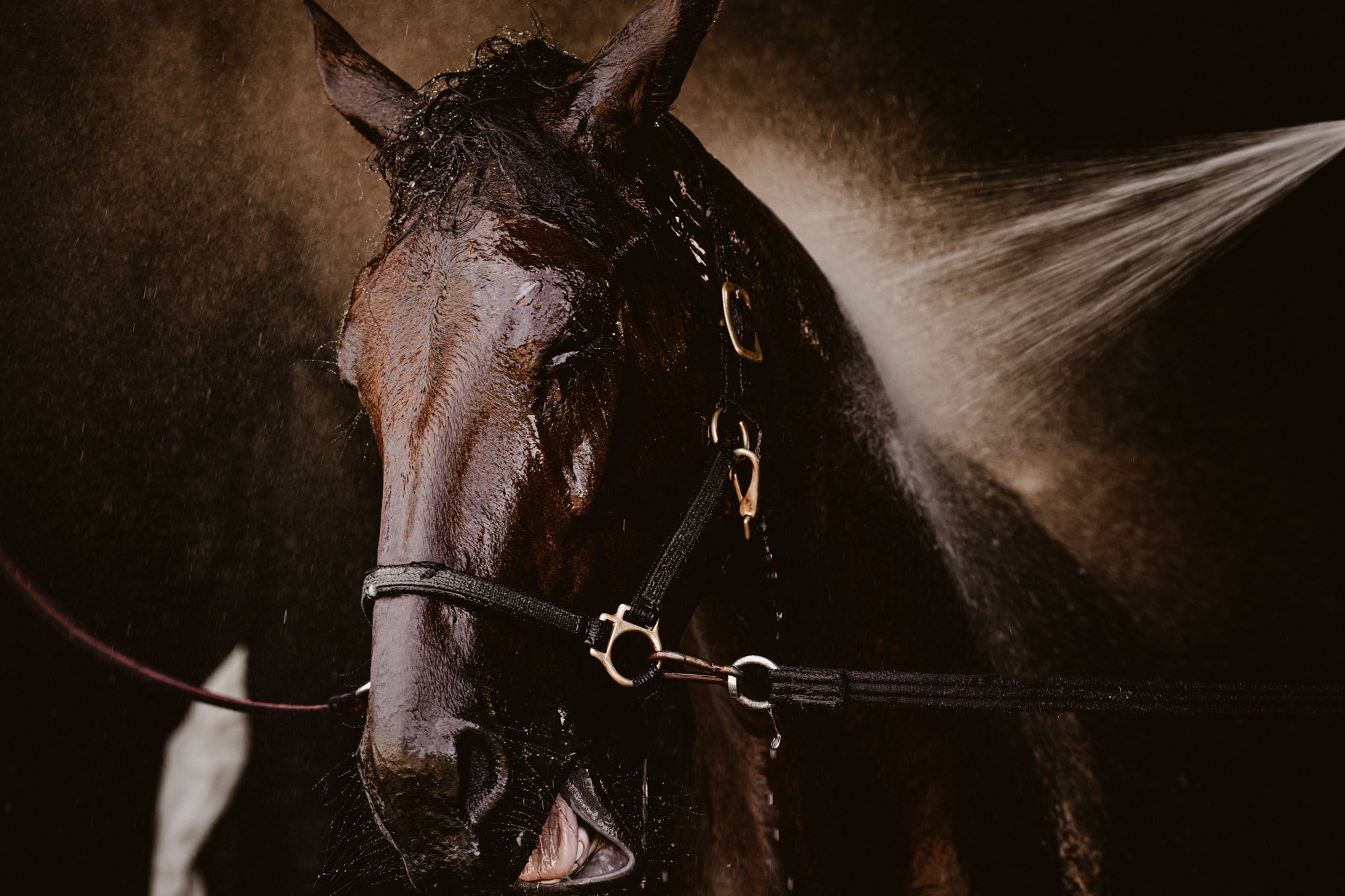 17-west-equine-rehab-center-by-martin-waern-lowresolution.jpg