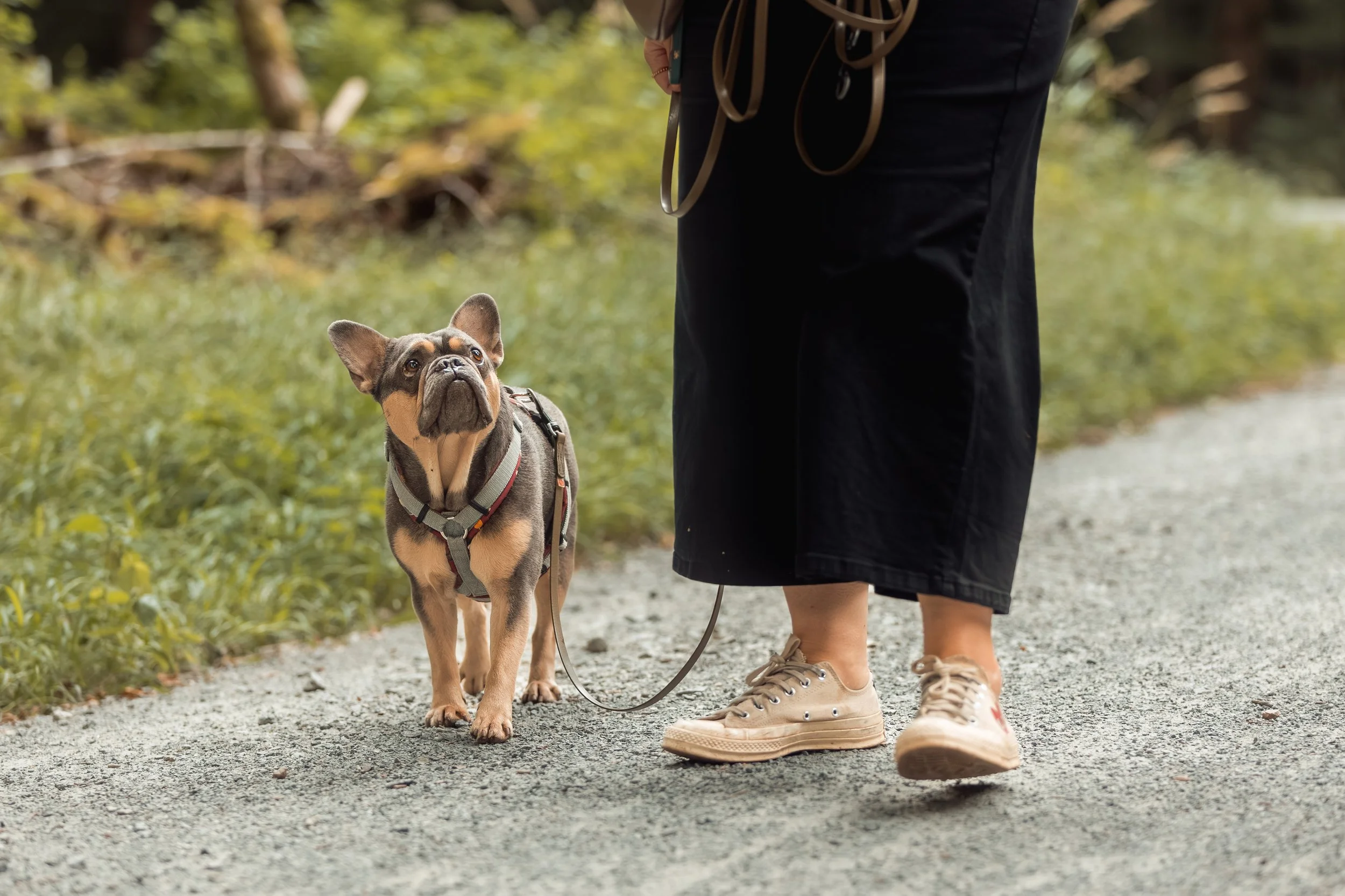 So gehst du richtig mit ungewollten Hundebegegnungen um