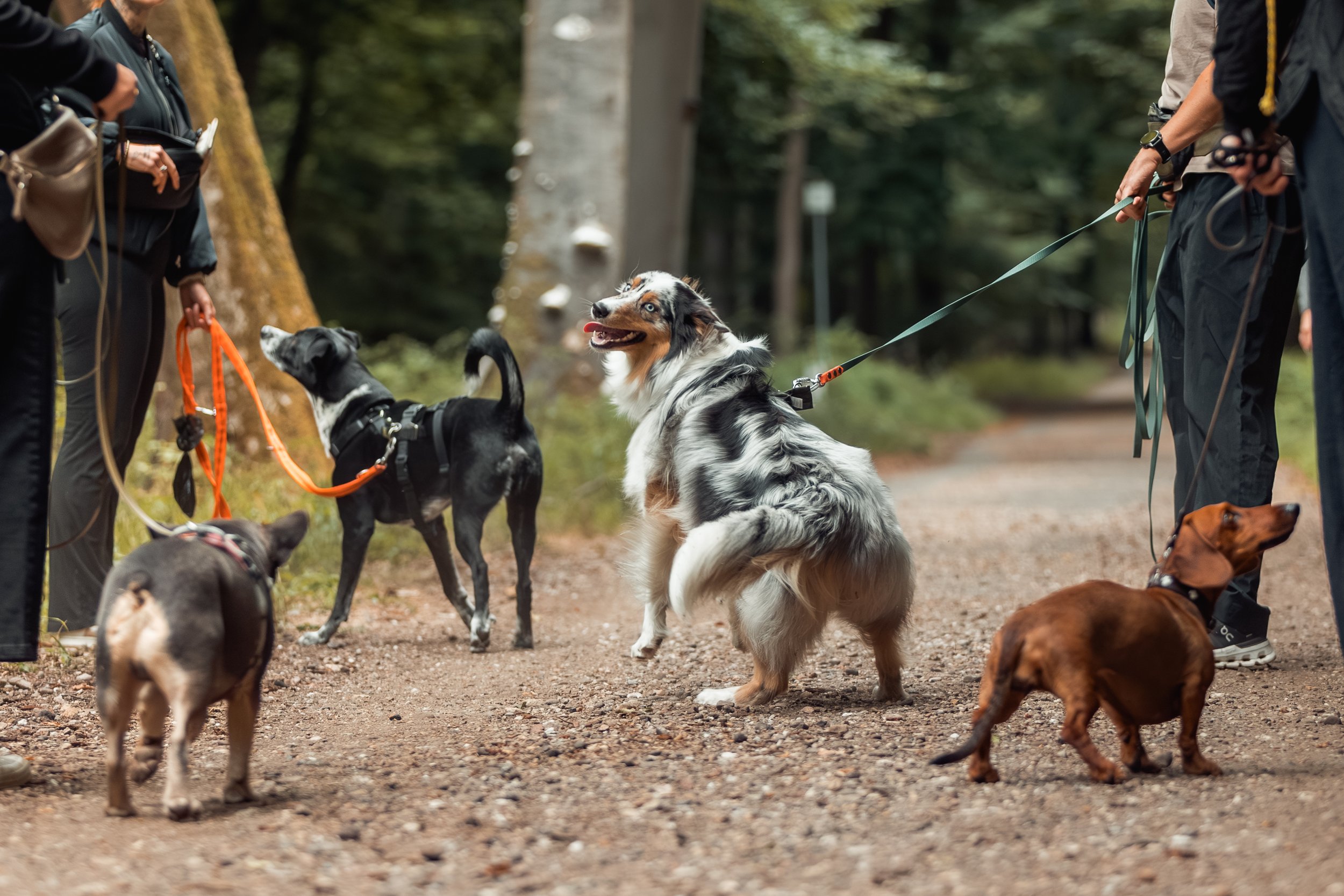Dein Hund rastet bei anderen Hunden aus? Warum Frust oft die wahre Ursache ist