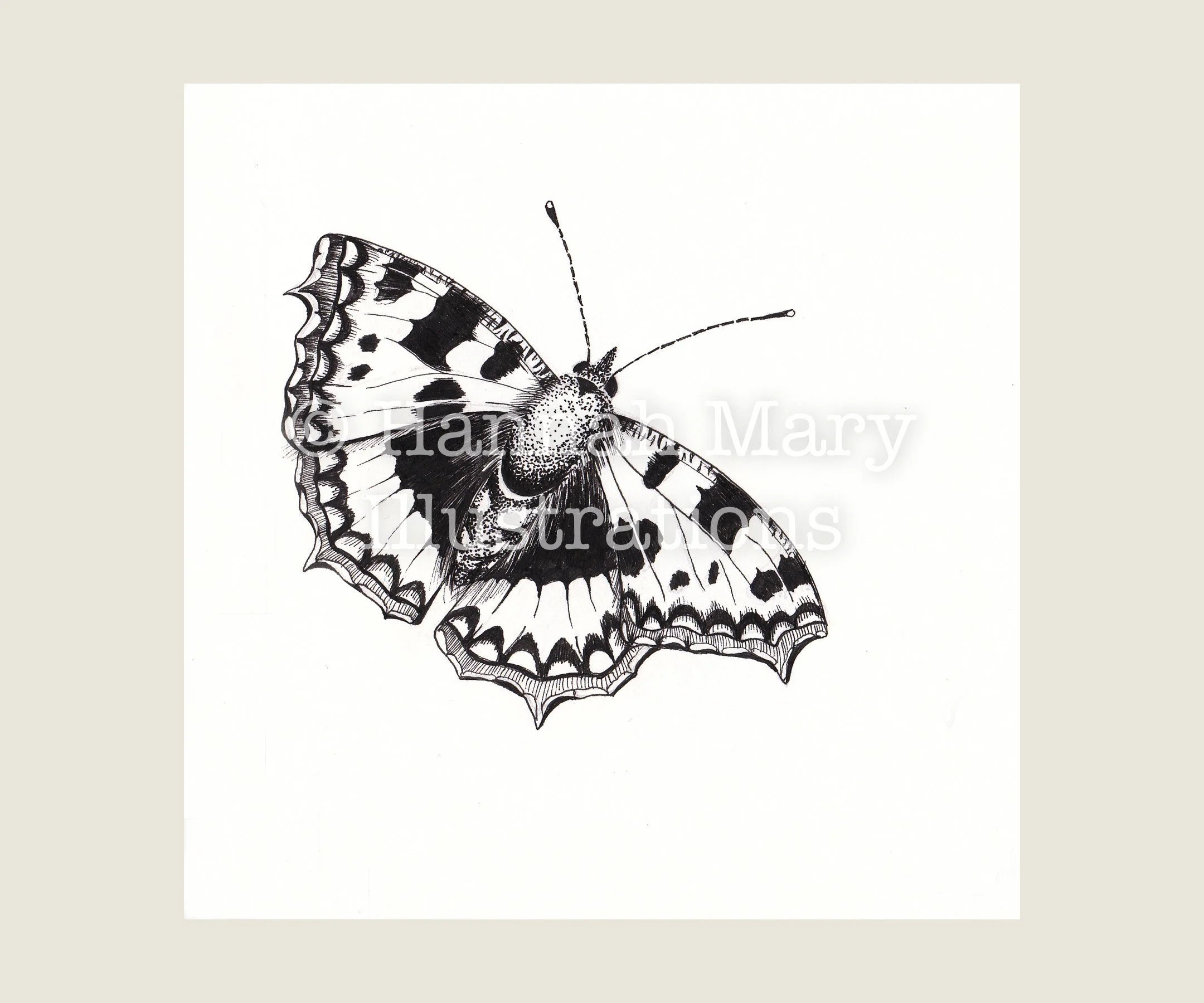 Tourtoise+Shell+Butterfly+Insect.jpg