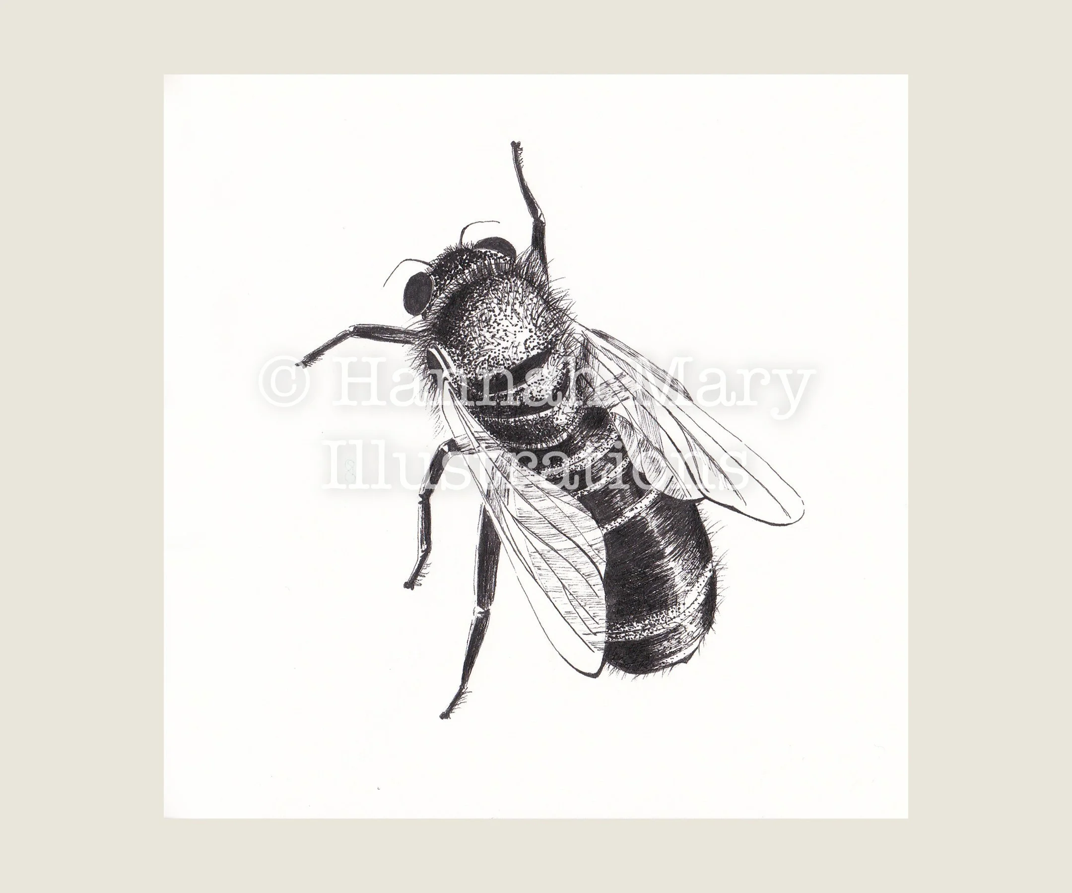 Welsh+Black+Bee+Insect.jpg