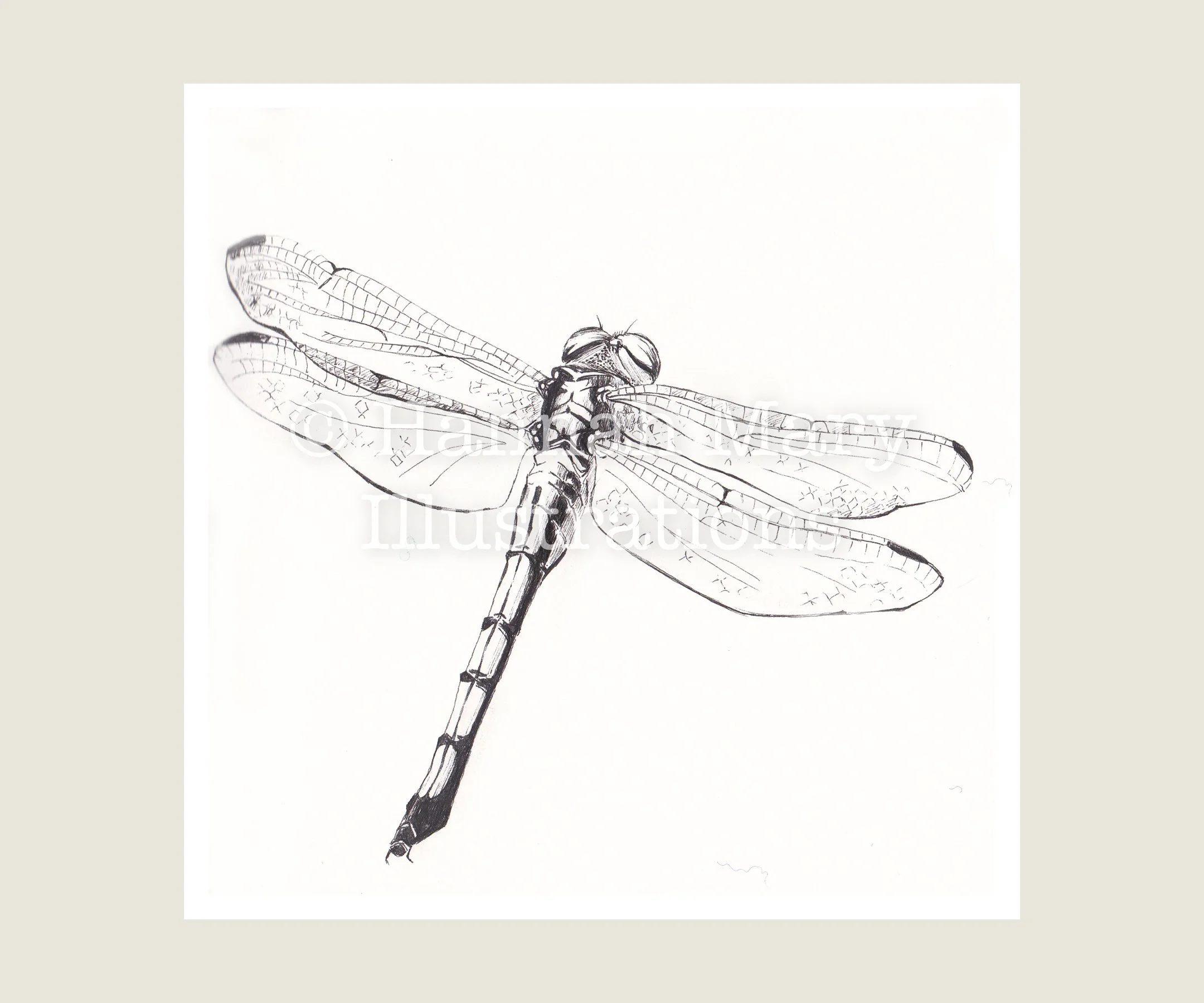 Common+Clubtail+Dragonfly+Insect.jpg
