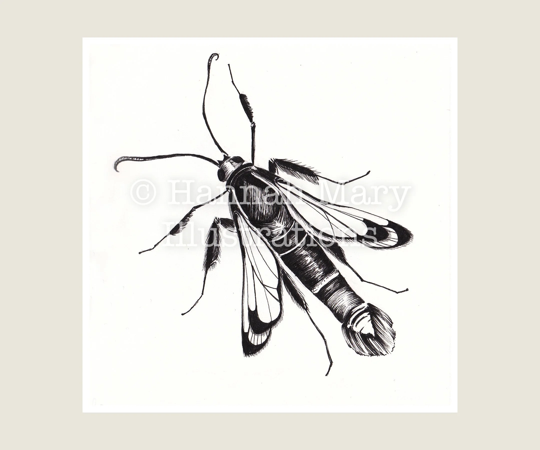 Welsh+Clearwig+Insect.jpg