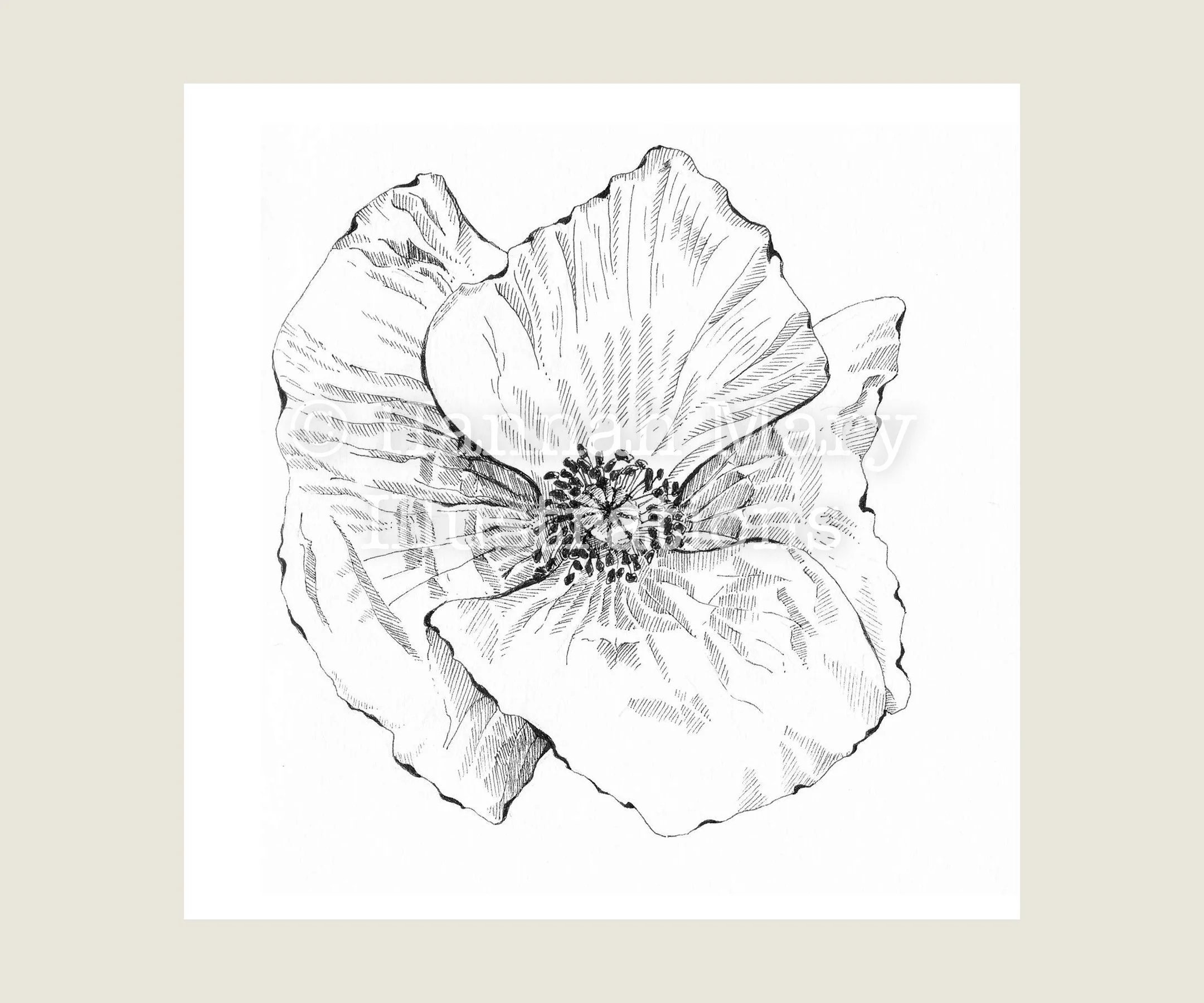 Orange+Poppy.jpg