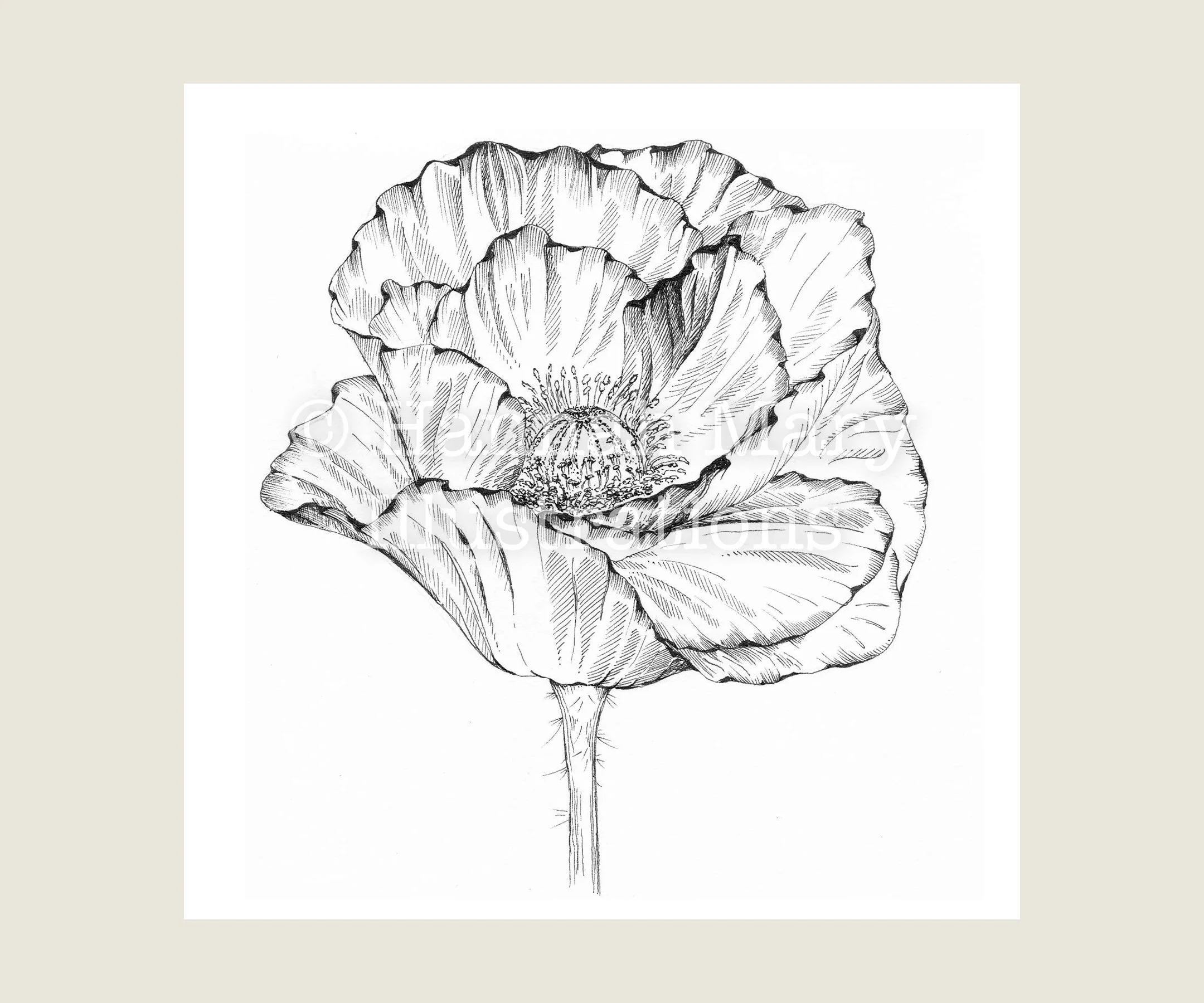 Pink+Poppy.jpg