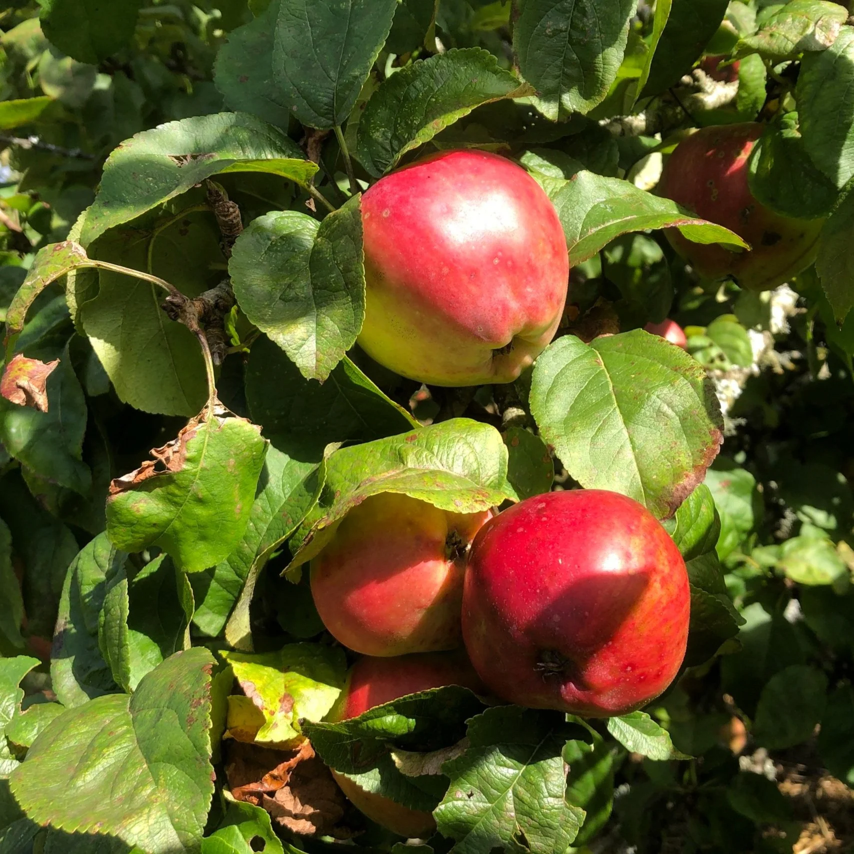Apple Picking - Private Event