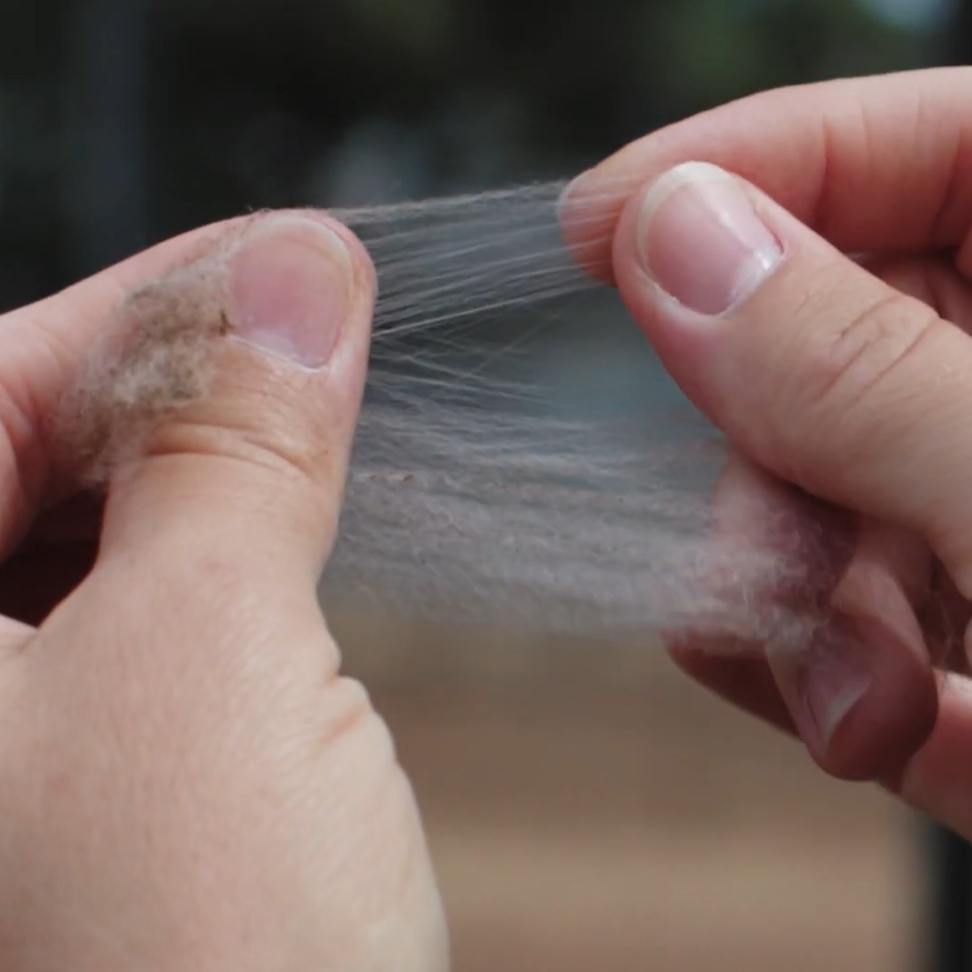 Introducing Real-time On-Farm Micron Testing: Faster, Smarter Wool Decisions.