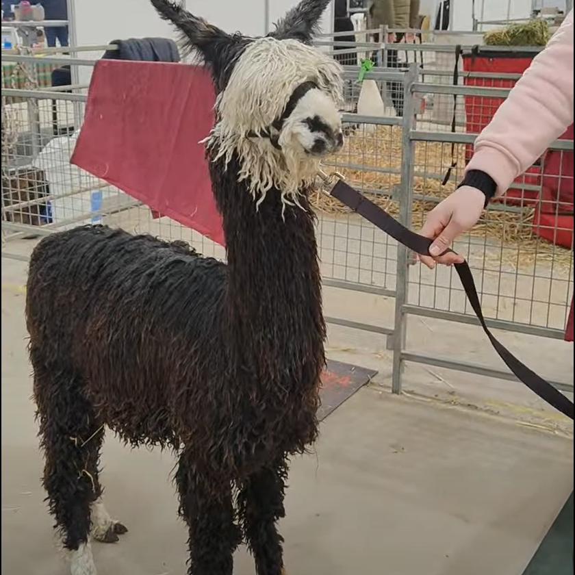 Colourbration Show by the Australian Alpaca Association - SA Region