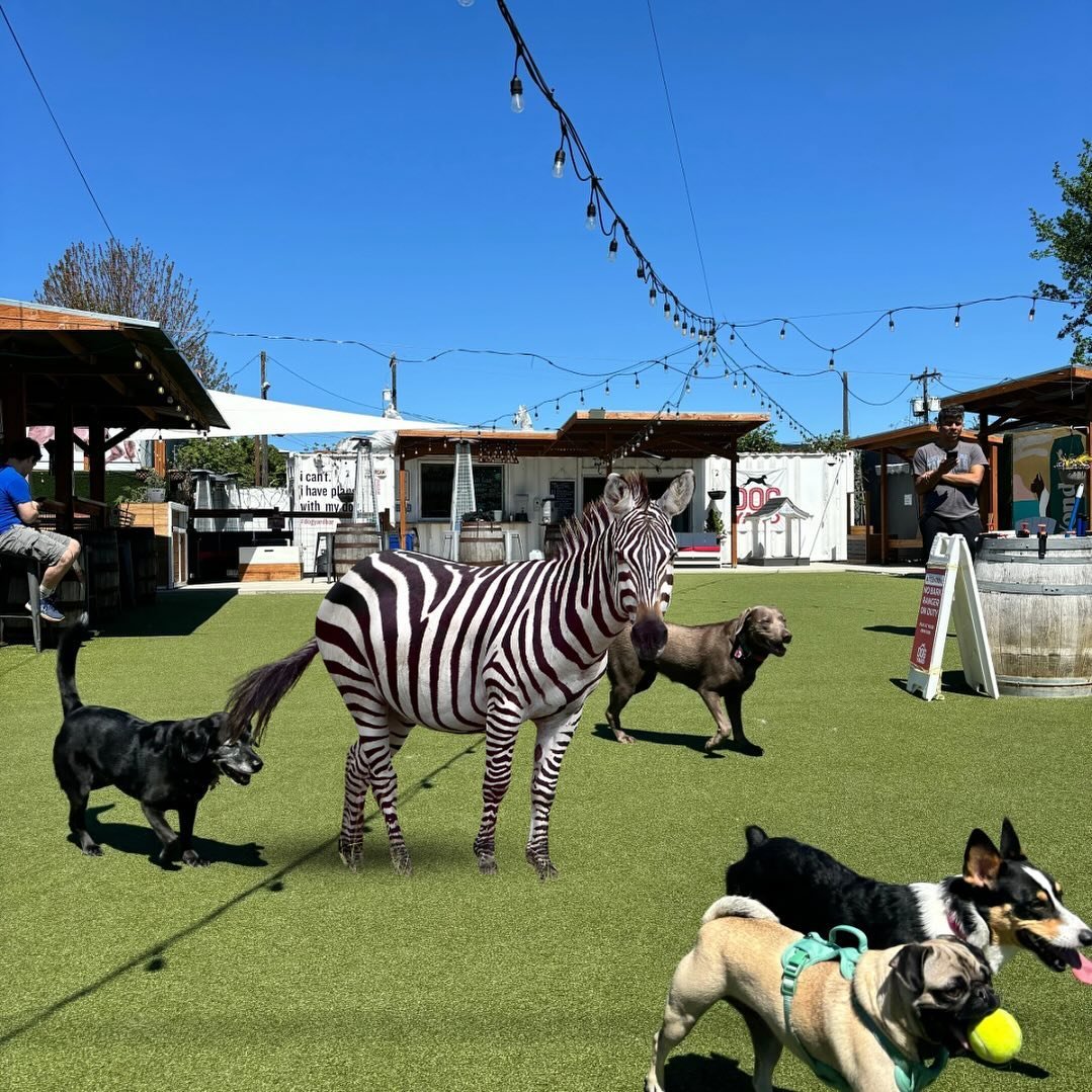 Spotted at Dog Yard Bar (or should we say &ldquo;striped&rdquo;? 😉) Don&rsquo;t worry animal control, he&rsquo;s having a blast over here!