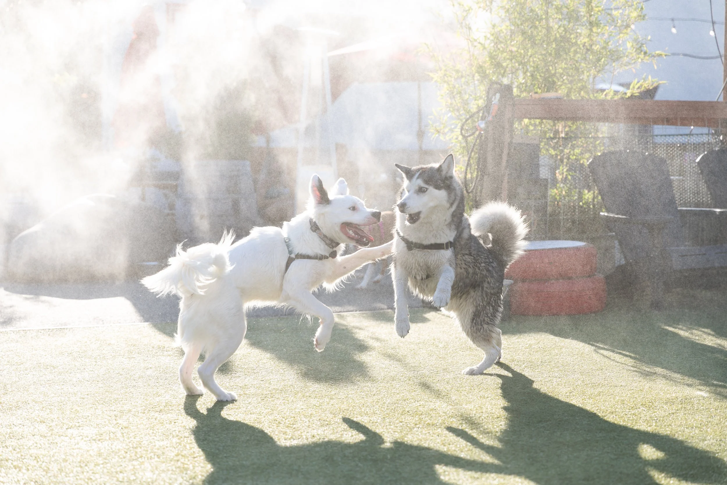 Dog Yard Bar