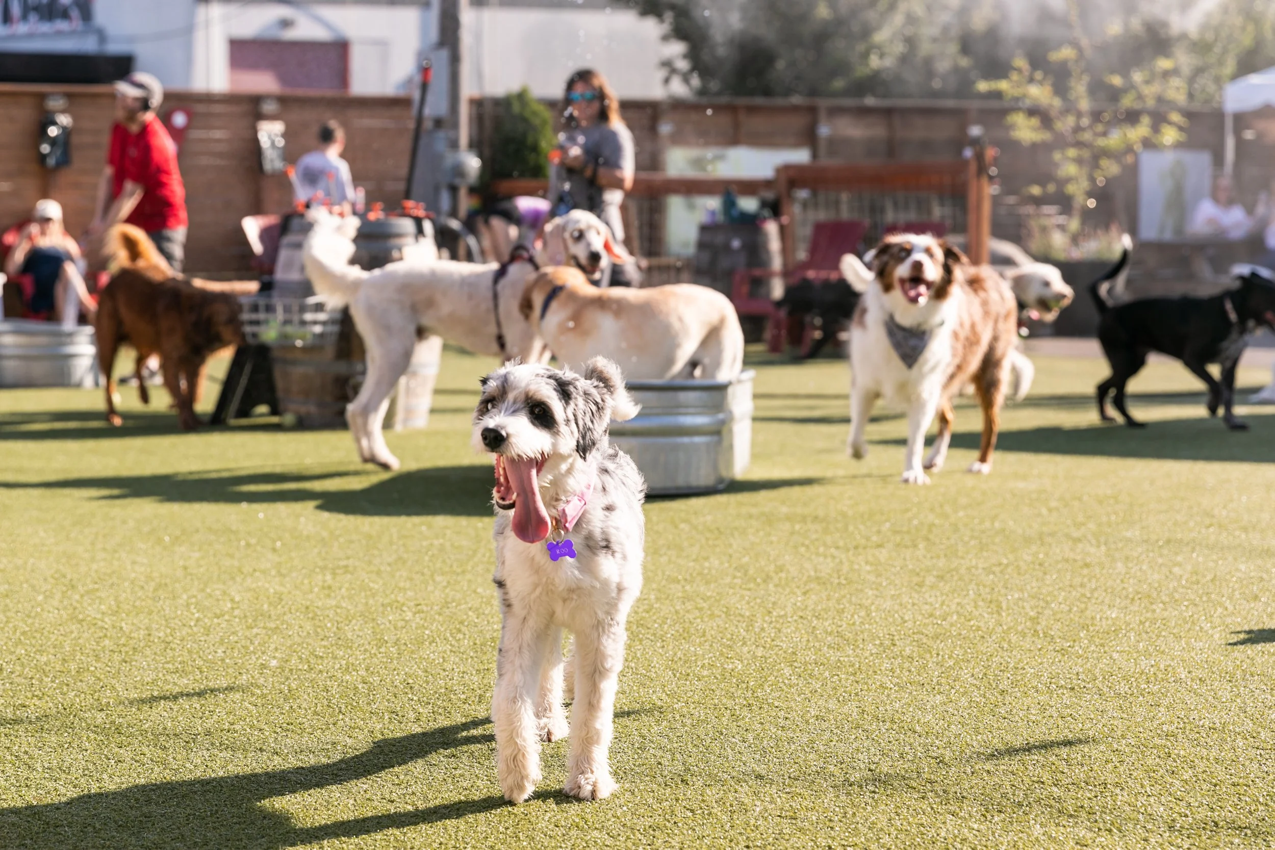 Dog Yard Bar