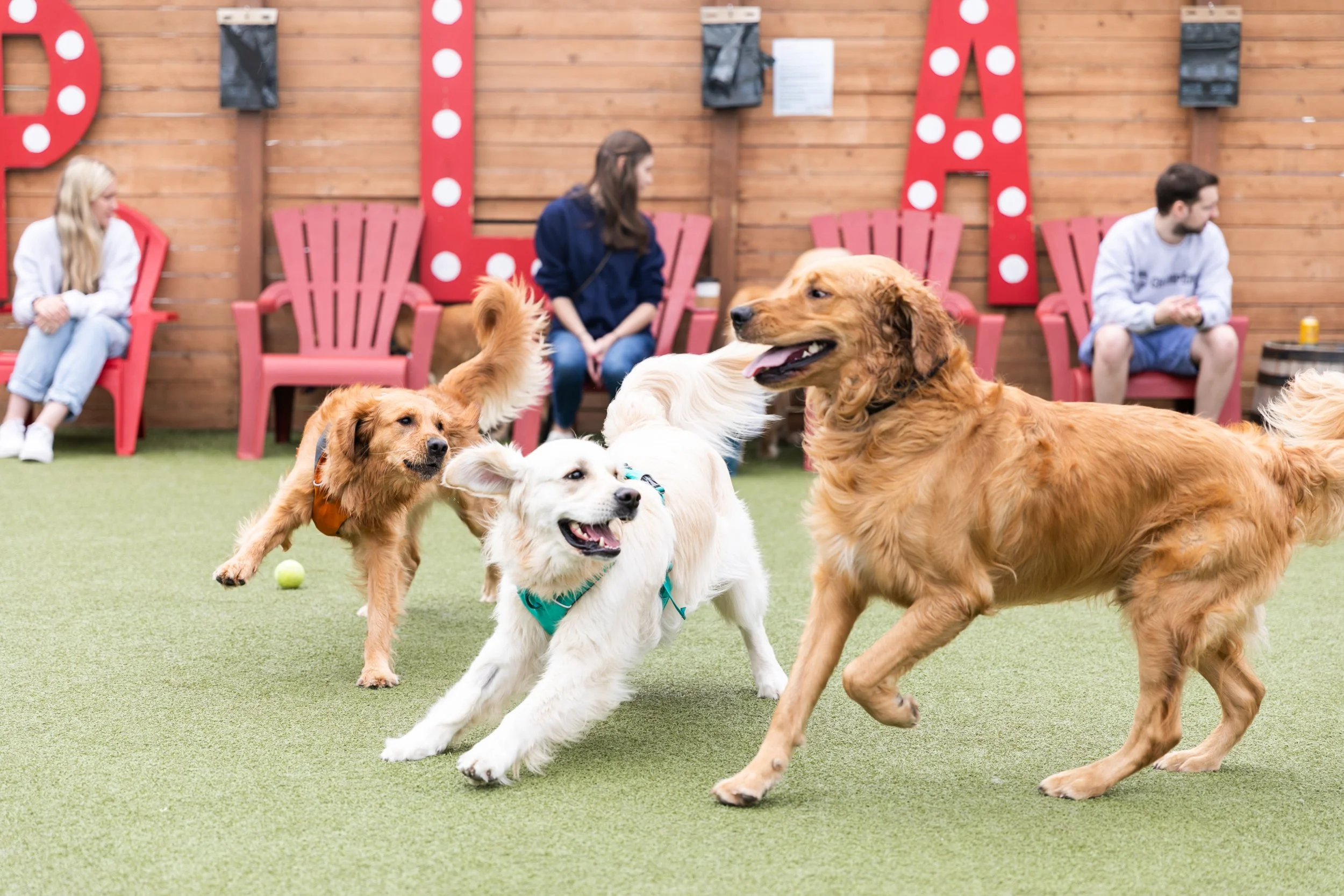 Dog Yard Bar
