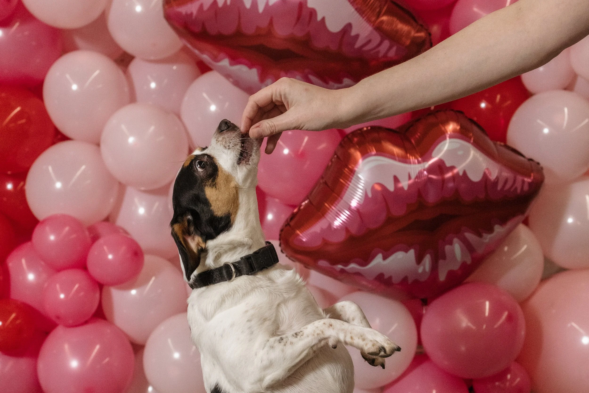 elopements blue ridge parkway asheville north carolina