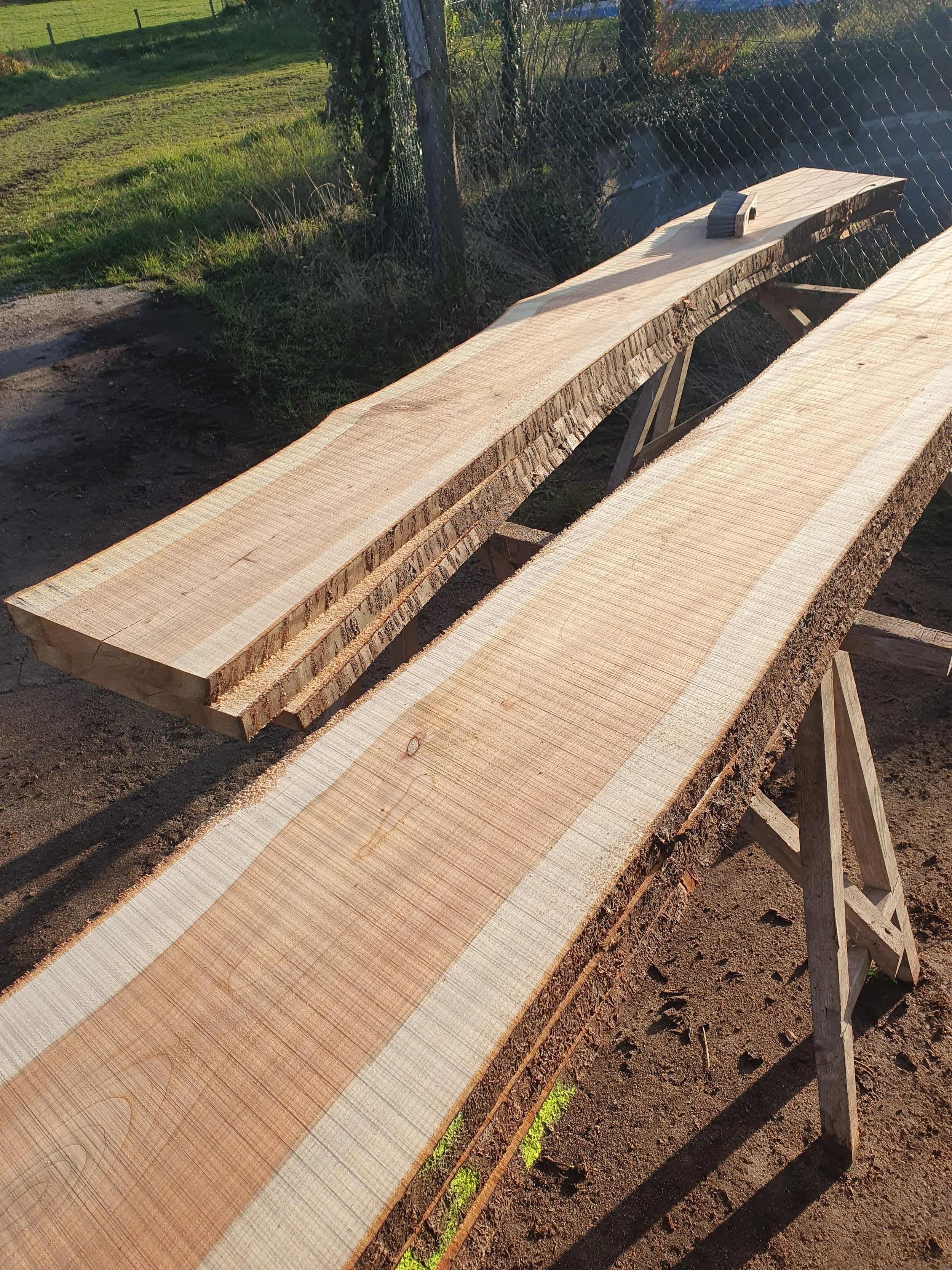 Quelles essences pour du bois massif de qualité ?