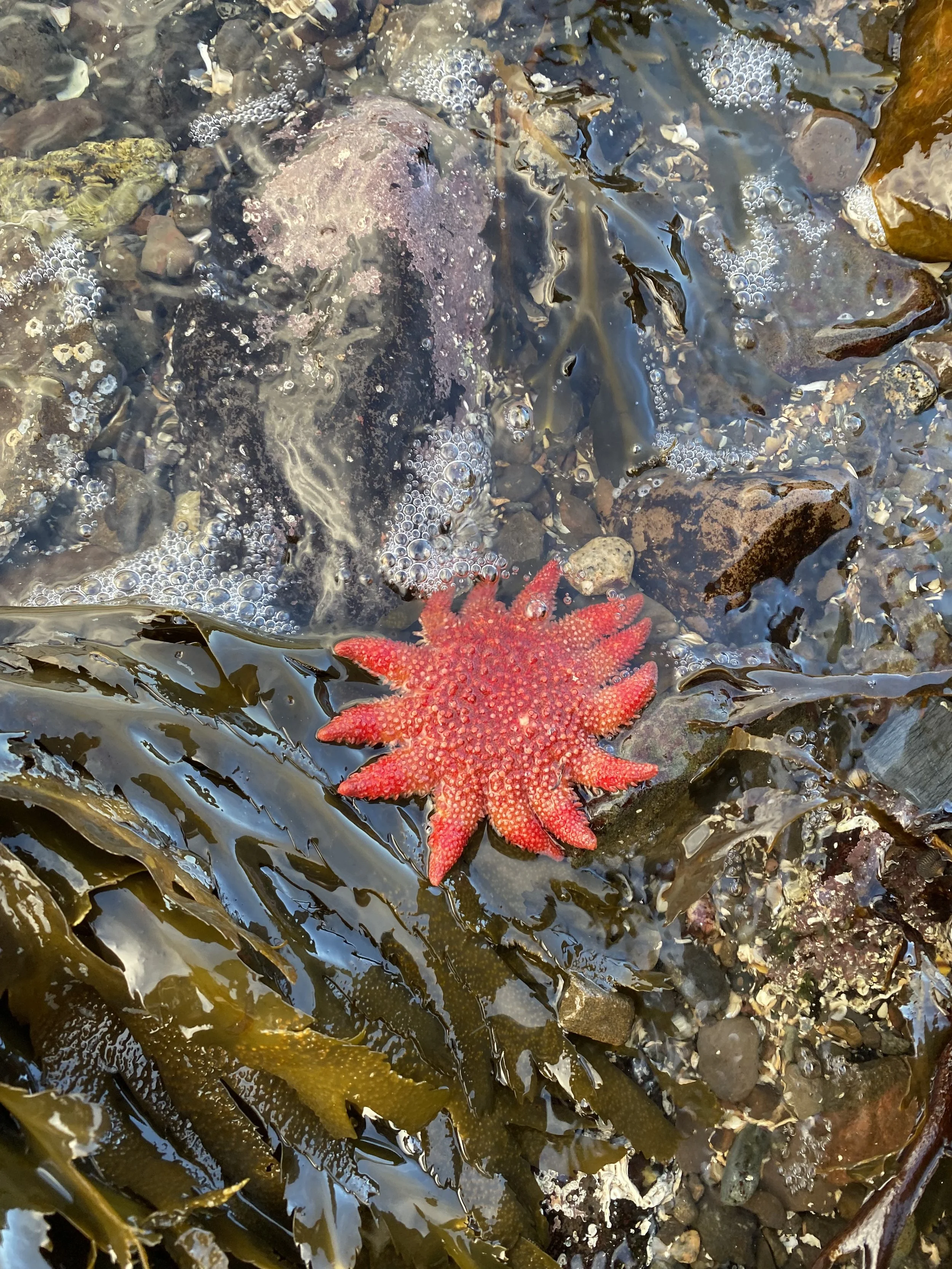 Rockpooling