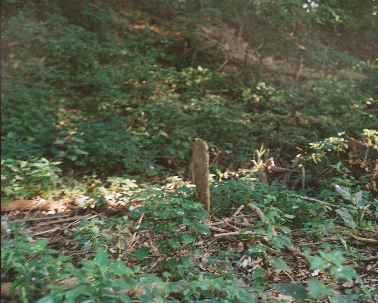 Portra 400 120-2 Large.jpeg
