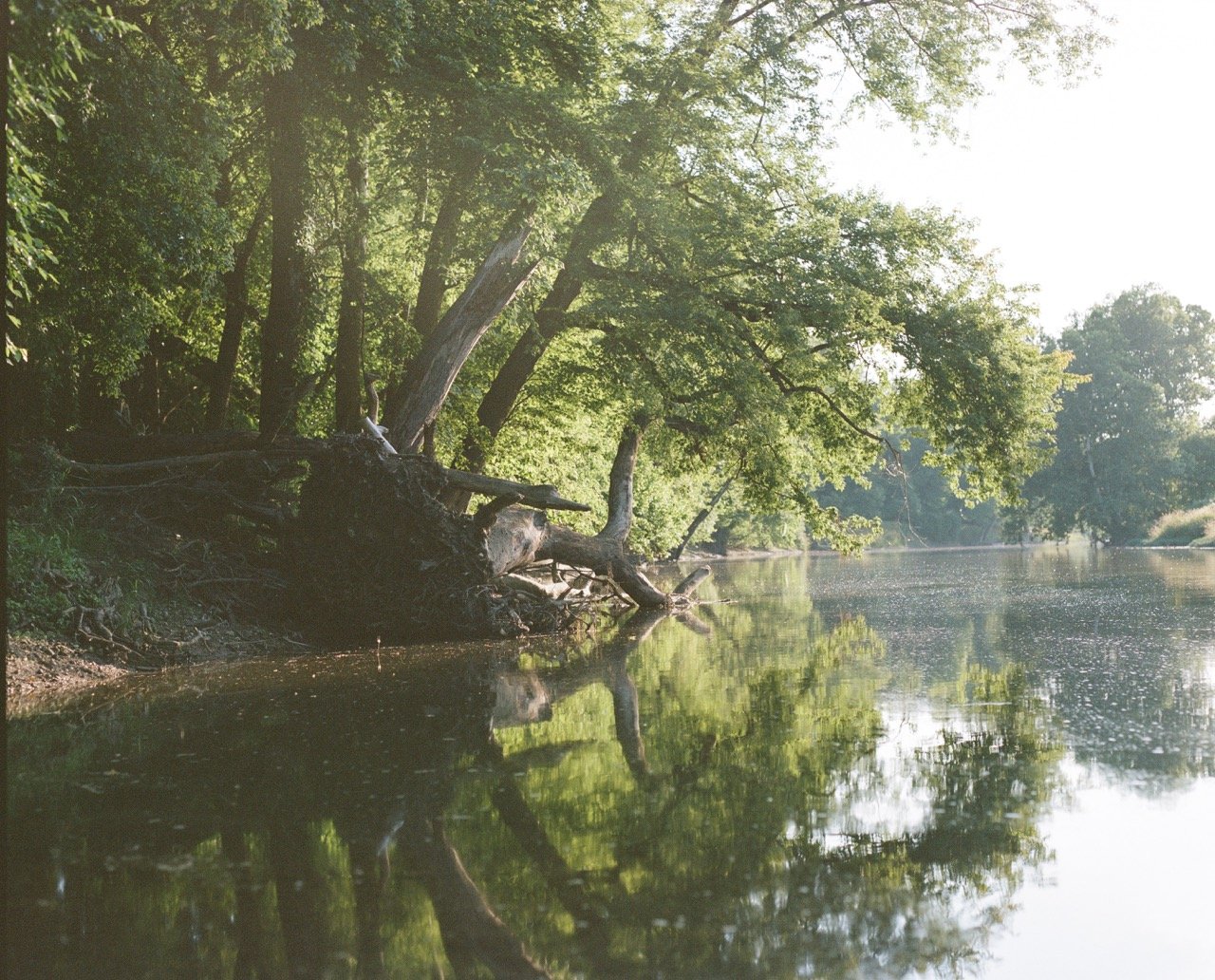 Portra 400 120-5 Large.jpeg