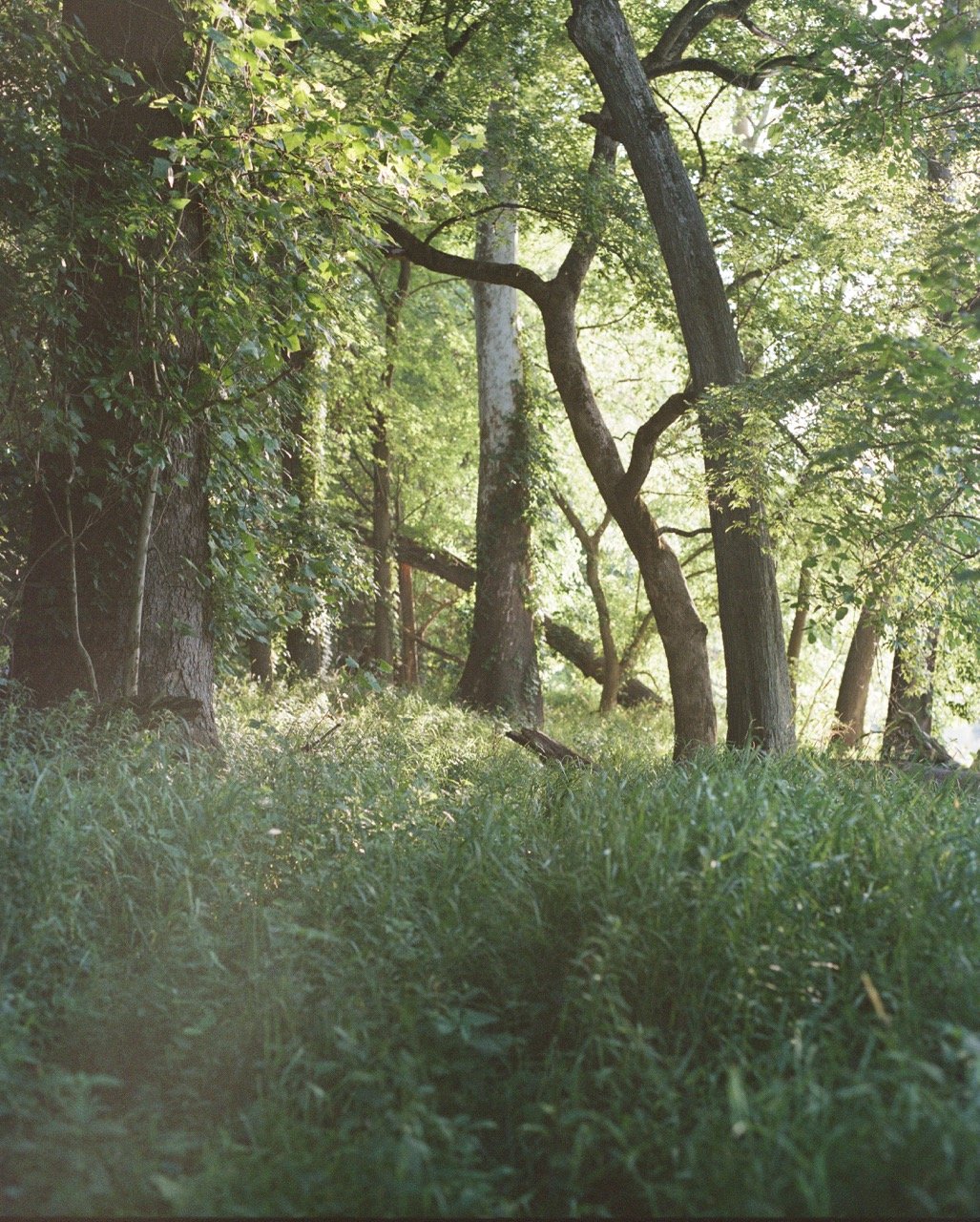 Portra 400 120-4 Large.jpeg