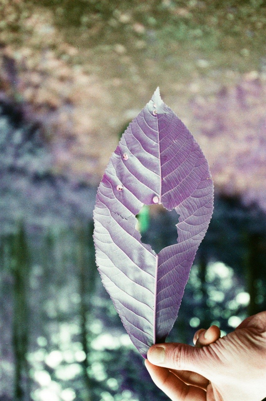lomochrome 35-33 Large.jpeg