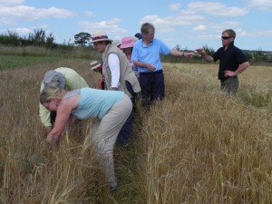 Five Yorkshire estates taking part in biggest re-location of curlew eggs in a bid to increase numbers of endangered bird